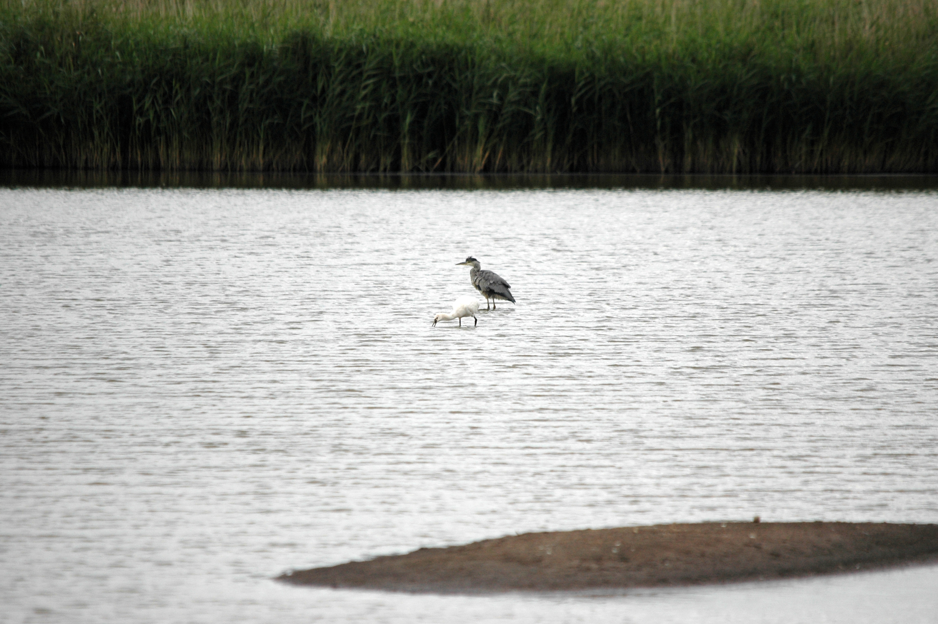 photos/wildlife/Bird_Species/025-Ibises-Spoonbills/0415-Eurasian_Spoonbill/DSC_6987.JPG