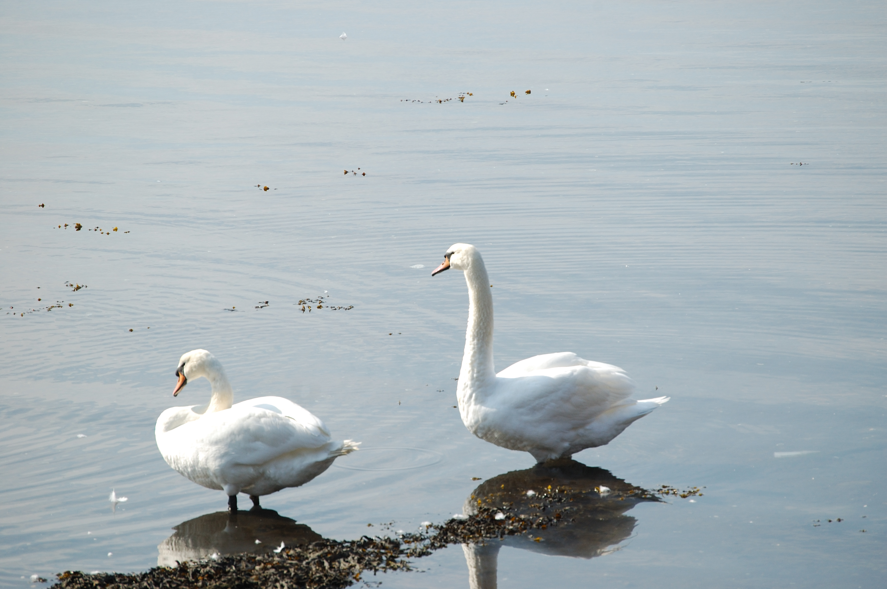 photos/wildlife/Bird_Species/029-Swans-Geese-Typical_ducks/0434-Mute_Swan/20080513-Oban-01.jpg