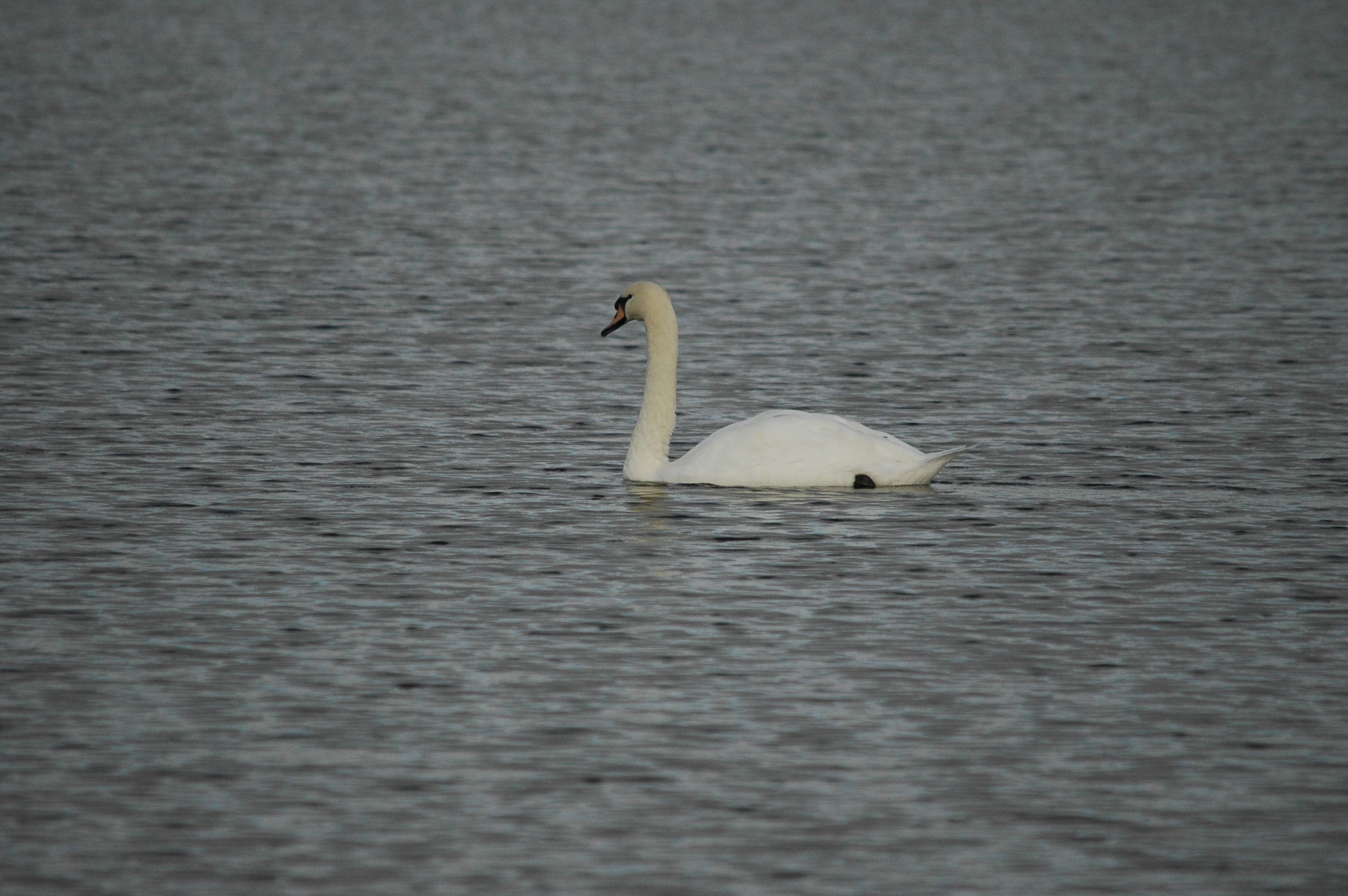 photos/wildlife/Bird_Species/029-Swans-Geese-Typical_ducks/0434-Mute_Swan/DSC_3633.JPG
