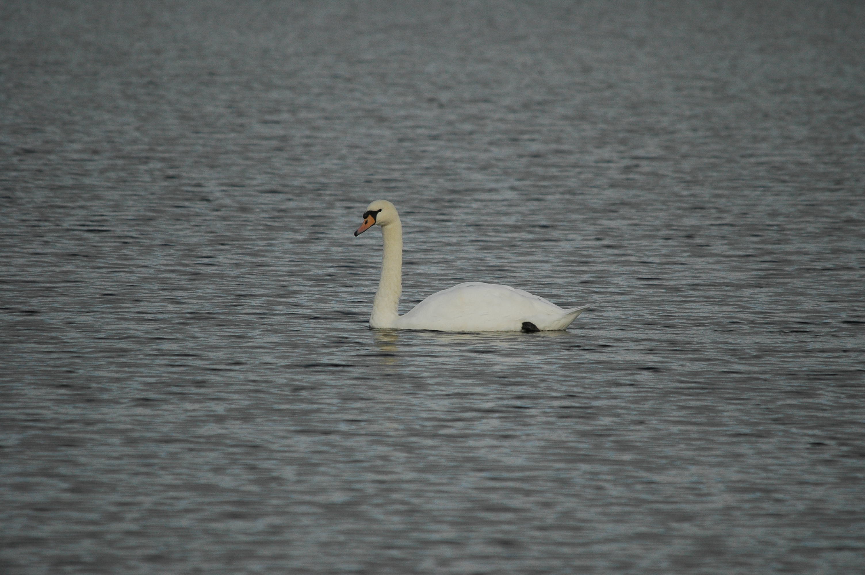 photos/wildlife/Bird_Species/029-Swans-Geese-Typical_ducks/0434-Mute_Swan/DSC_3634.JPG