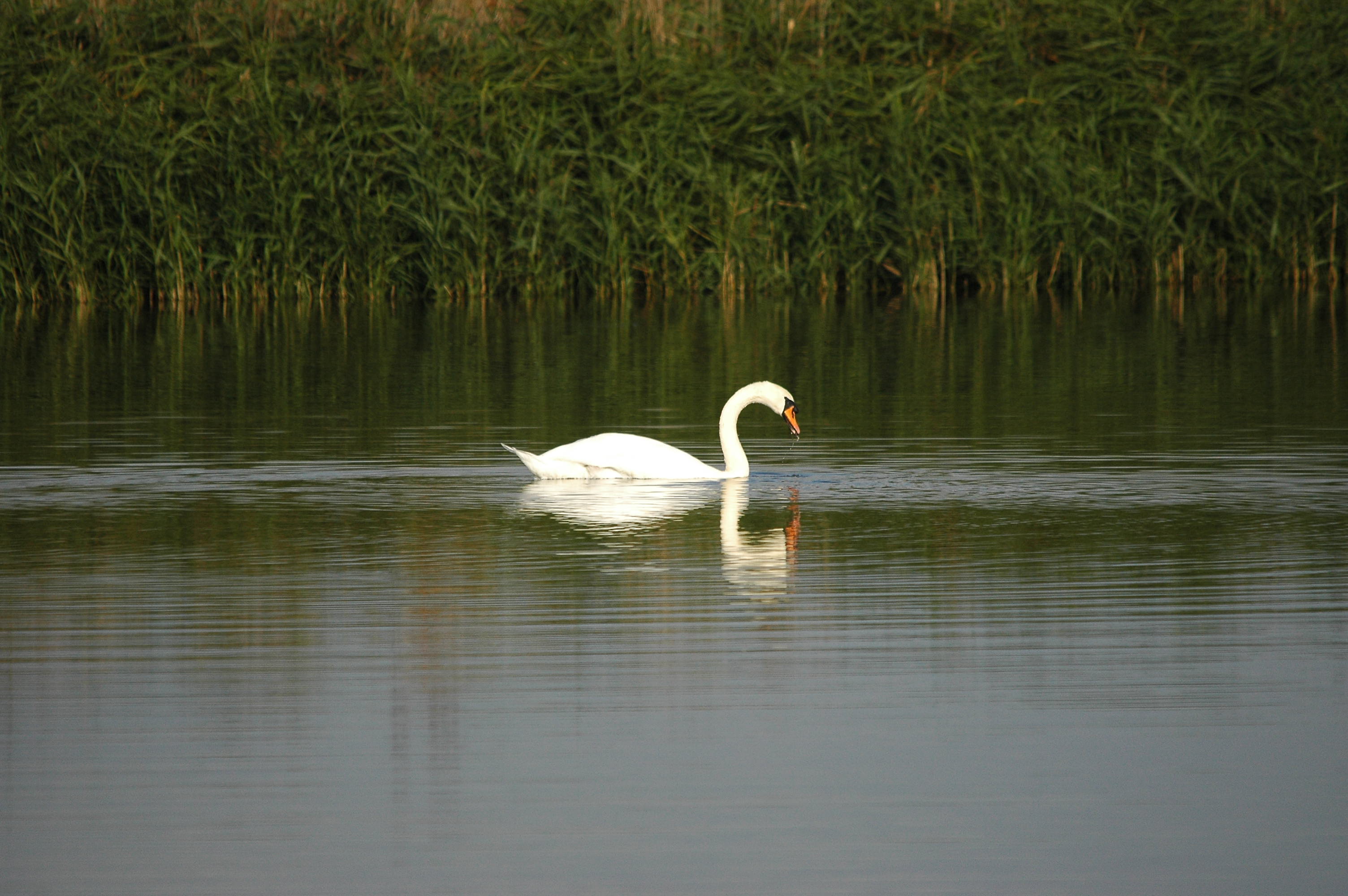 photos/wildlife/Bird_Species/029-Swans-Geese-Typical_ducks/0434-Mute_Swan/DSC_3635.JPG