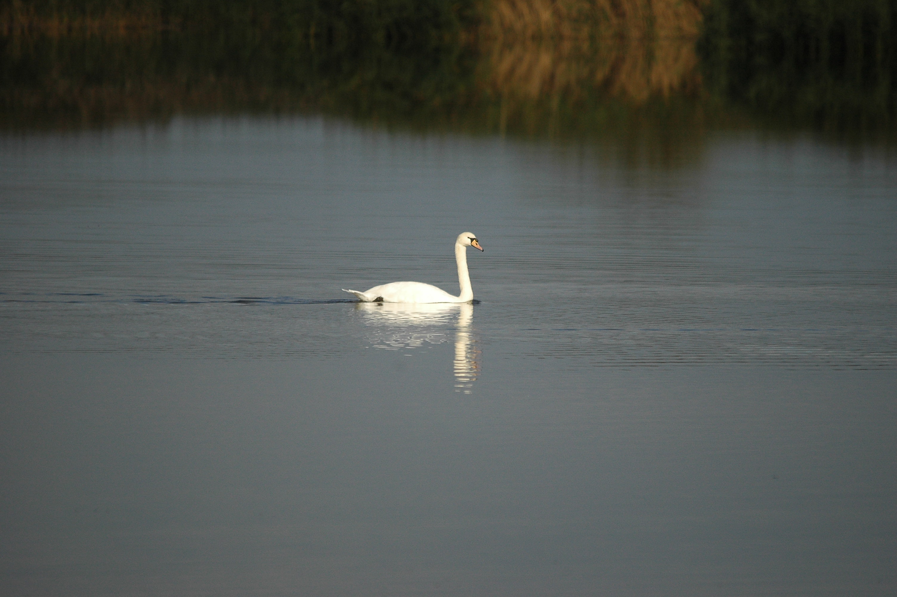photos/wildlife/Bird_Species/029-Swans-Geese-Typical_ducks/0434-Mute_Swan/DSC_3636.JPG