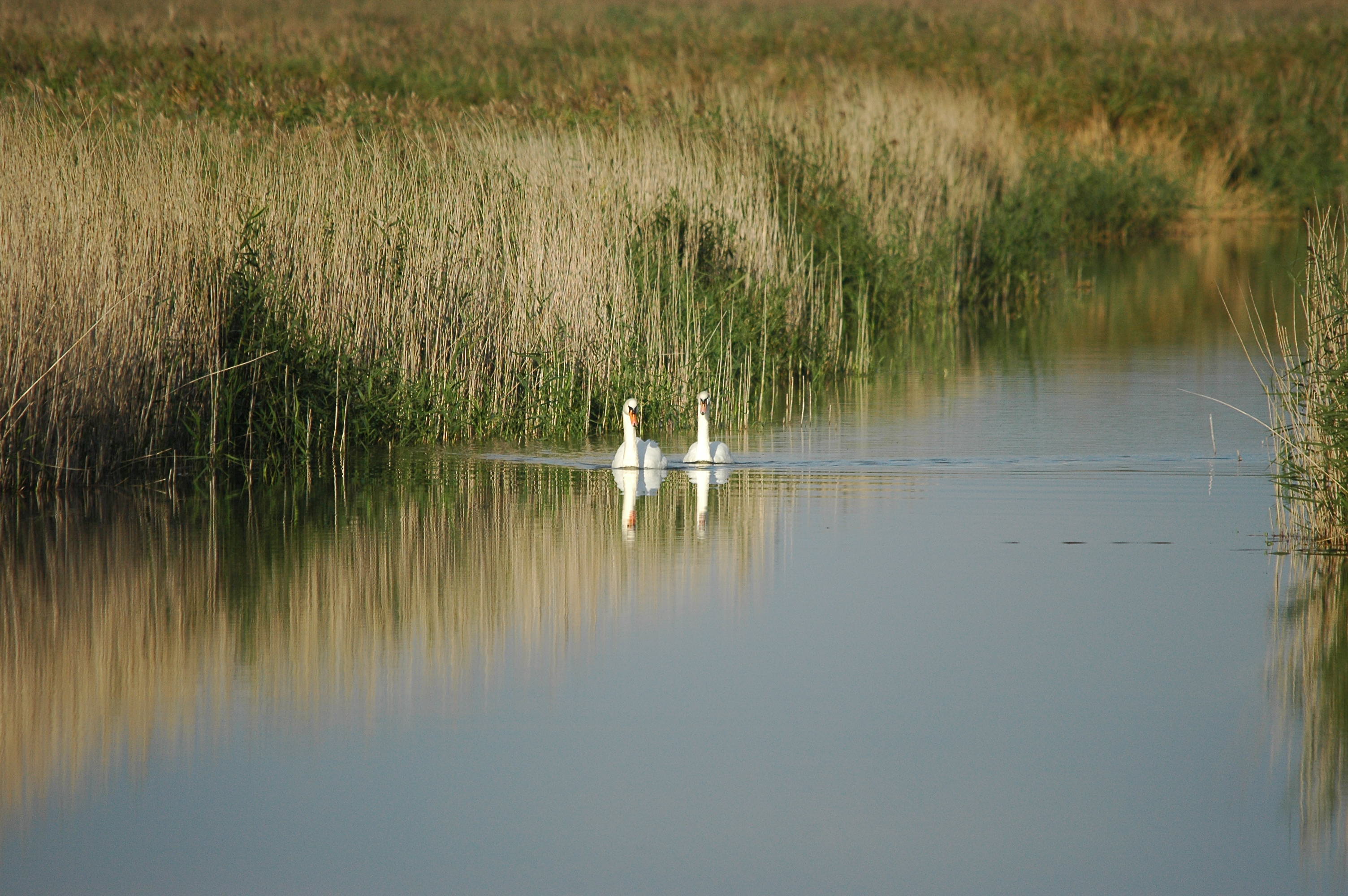 photos/wildlife/Bird_Species/029-Swans-Geese-Typical_ducks/0434-Mute_Swan/DSC_3647.JPG