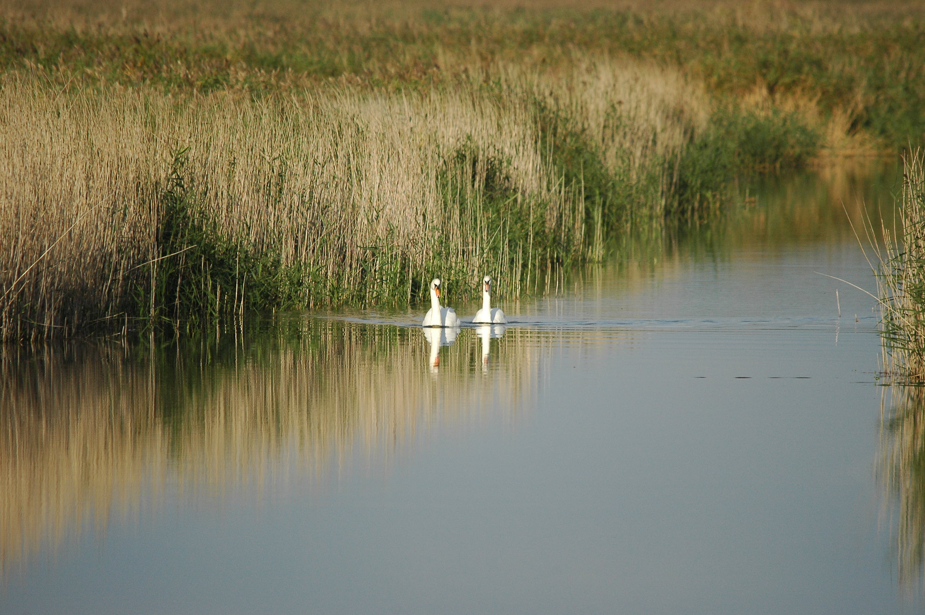 photos/wildlife/Bird_Species/029-Swans-Geese-Typical_ducks/0434-Mute_Swan/DSC_3648.JPG