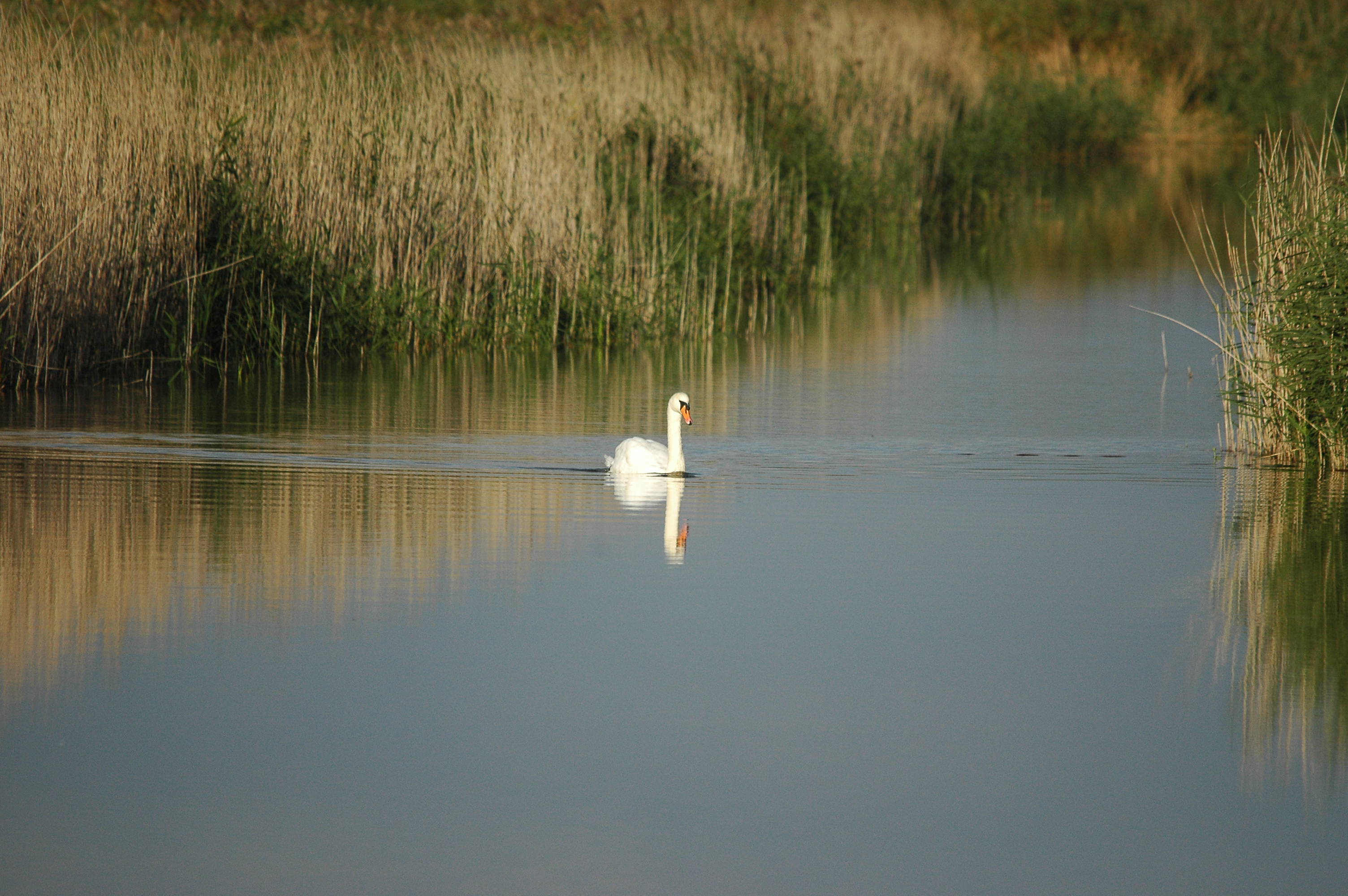 photos/wildlife/Bird_Species/029-Swans-Geese-Typical_ducks/0434-Mute_Swan/DSC_3649.JPG