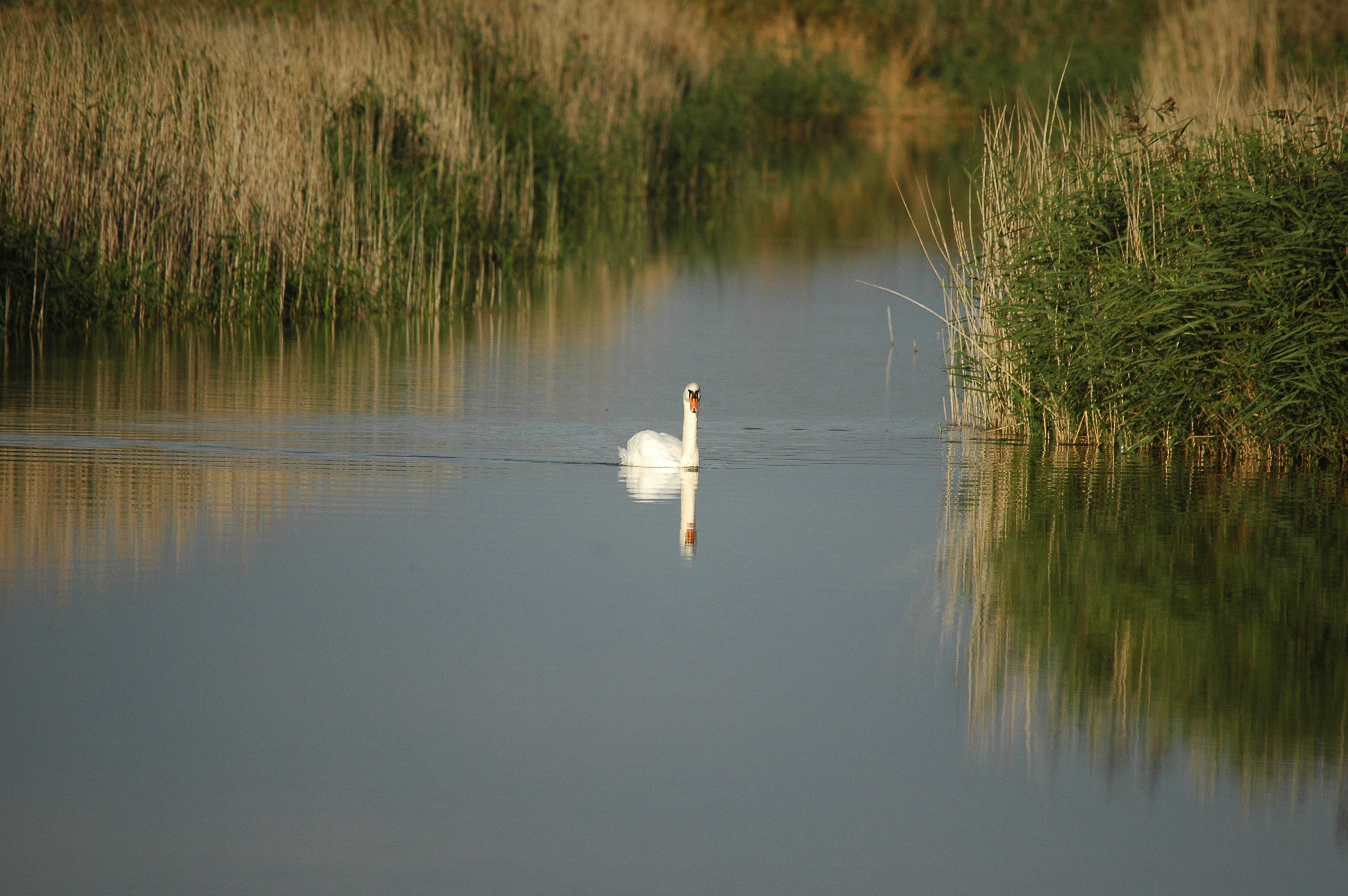 photos/wildlife/Bird_Species/029-Swans-Geese-Typical_ducks/0434-Mute_Swan/DSC_3650.JPG