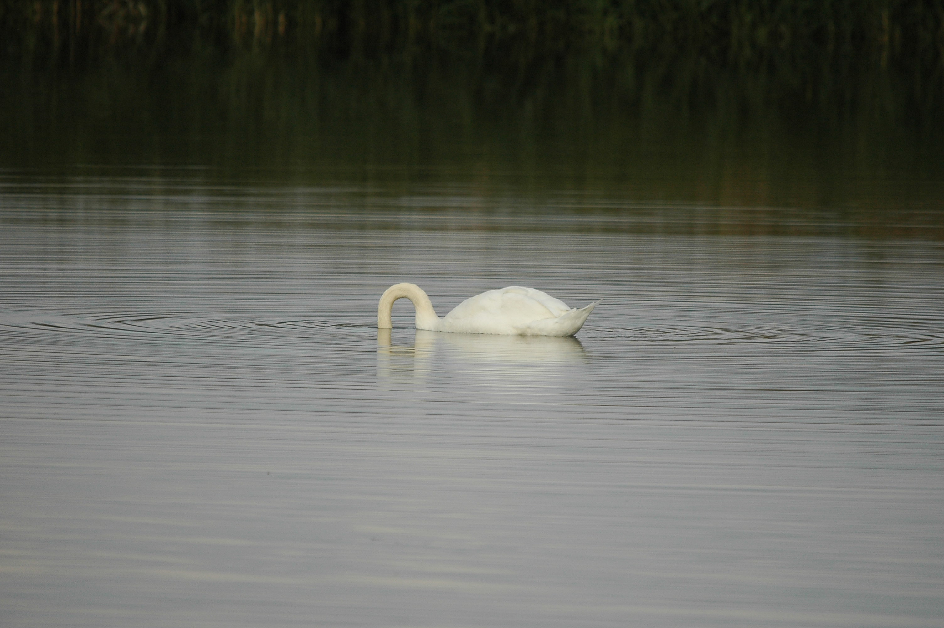 photos/wildlife/Bird_Species/029-Swans-Geese-Typical_ducks/0434-Mute_Swan/DSC_3651.JPG