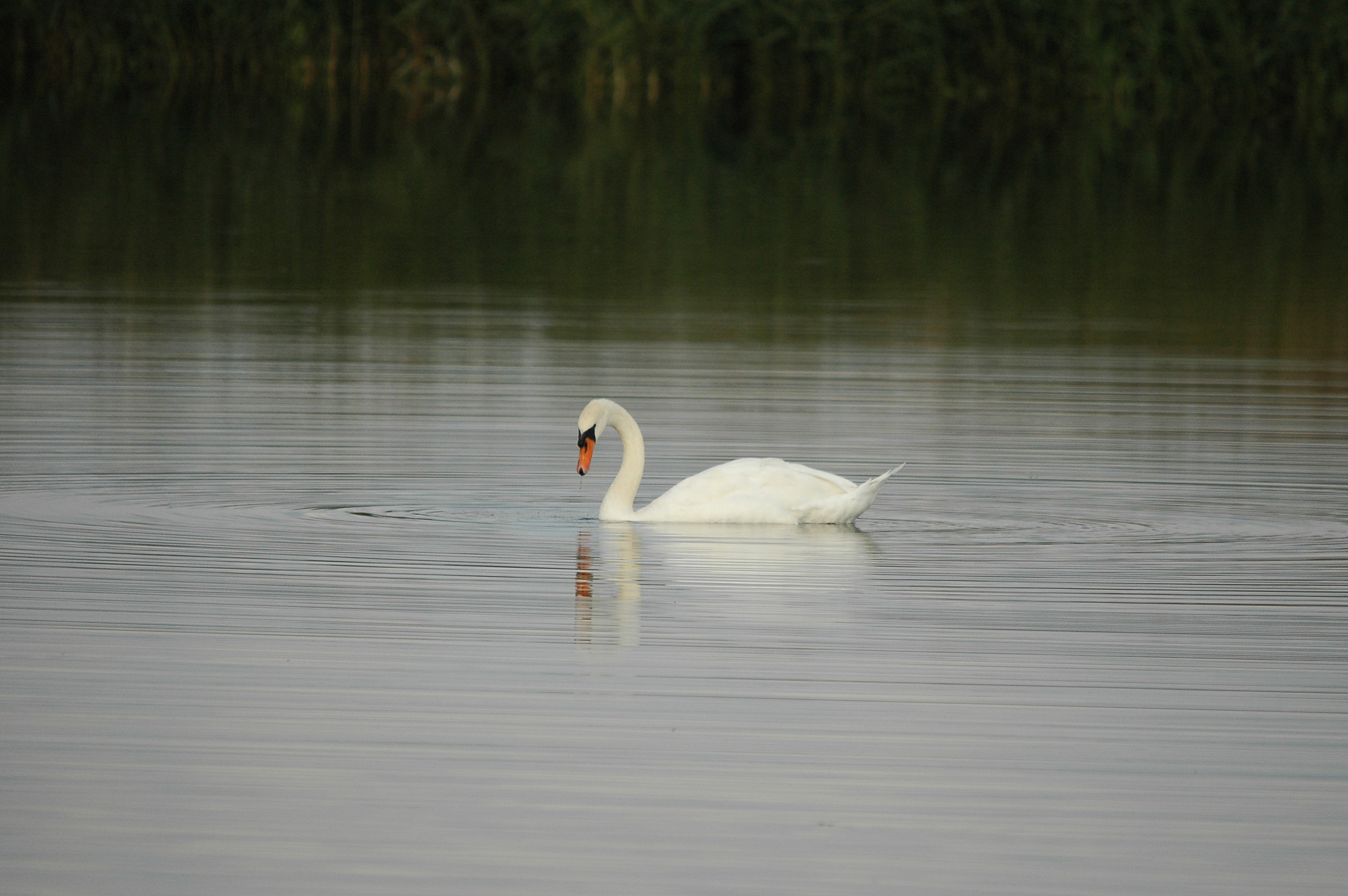 photos/wildlife/Bird_Species/029-Swans-Geese-Typical_ducks/0434-Mute_Swan/DSC_3652.JPG