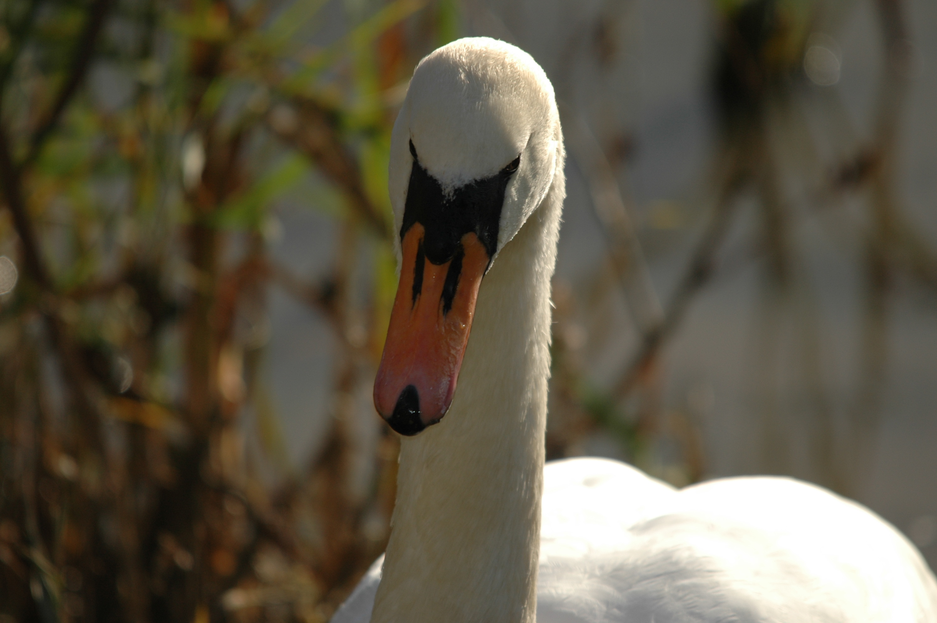 photos/wildlife/Bird_Species/029-Swans-Geese-Typical_ducks/0434-Mute_Swan/DSC_4123.JPG