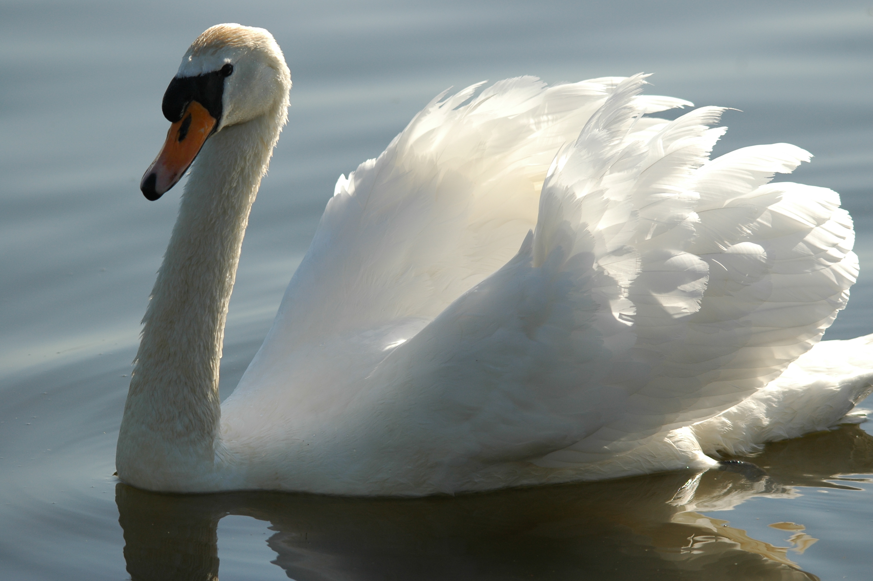 photos/wildlife/Bird_Species/029-Swans-Geese-Typical_ducks/0434-Mute_Swan/DSC_5555.JPG