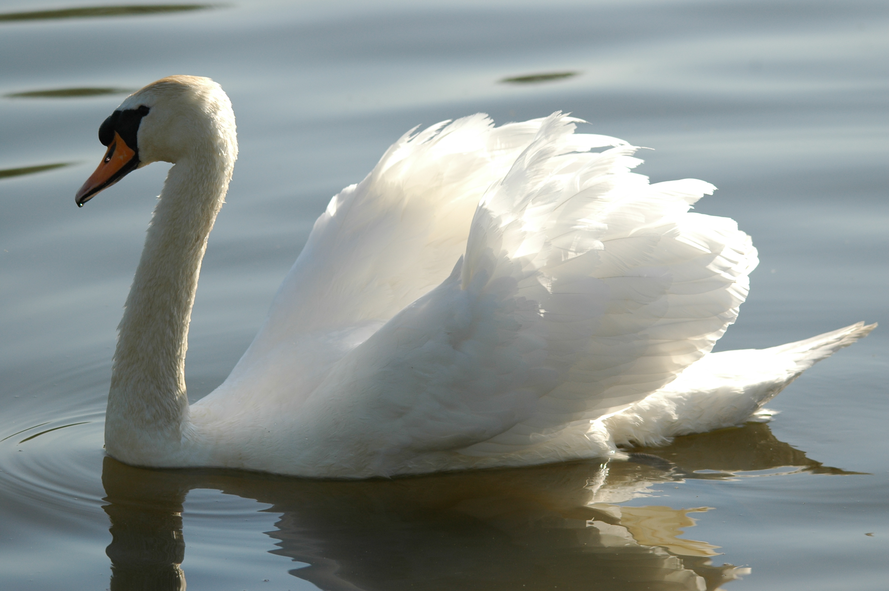 photos/wildlife/Bird_Species/029-Swans-Geese-Typical_ducks/0434-Mute_Swan/DSC_5556.JPG