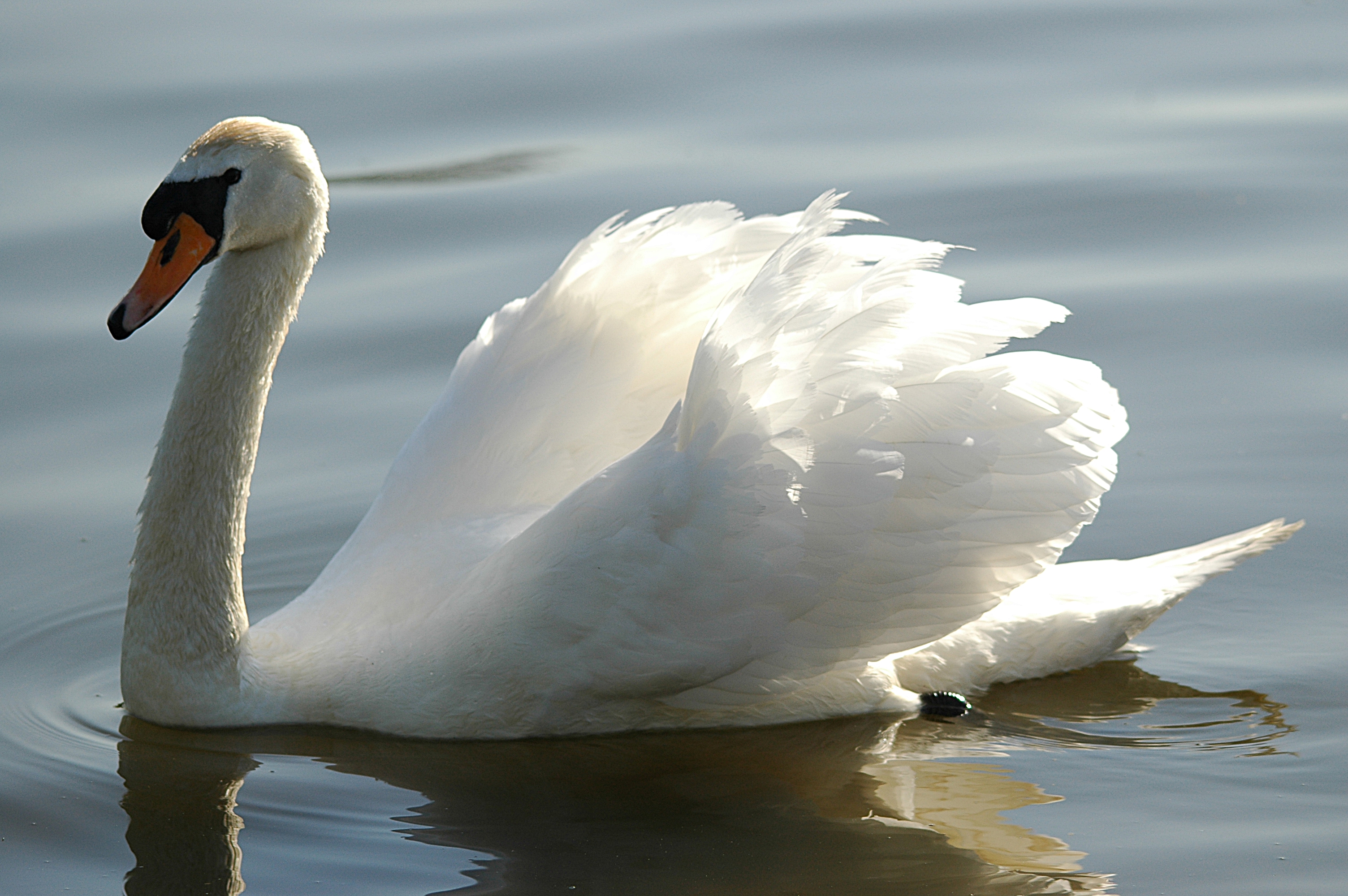 photos/wildlife/Bird_Species/029-Swans-Geese-Typical_ducks/0434-Mute_Swan/DSC_5557.JPG