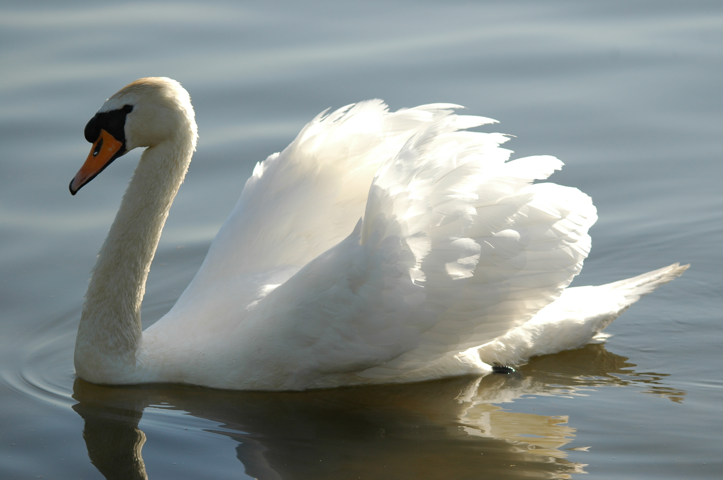 photos/wildlife/Bird_Species/029-Swans-Geese-Typical_ducks/0434-Mute_Swan/DSC_5558.JPG