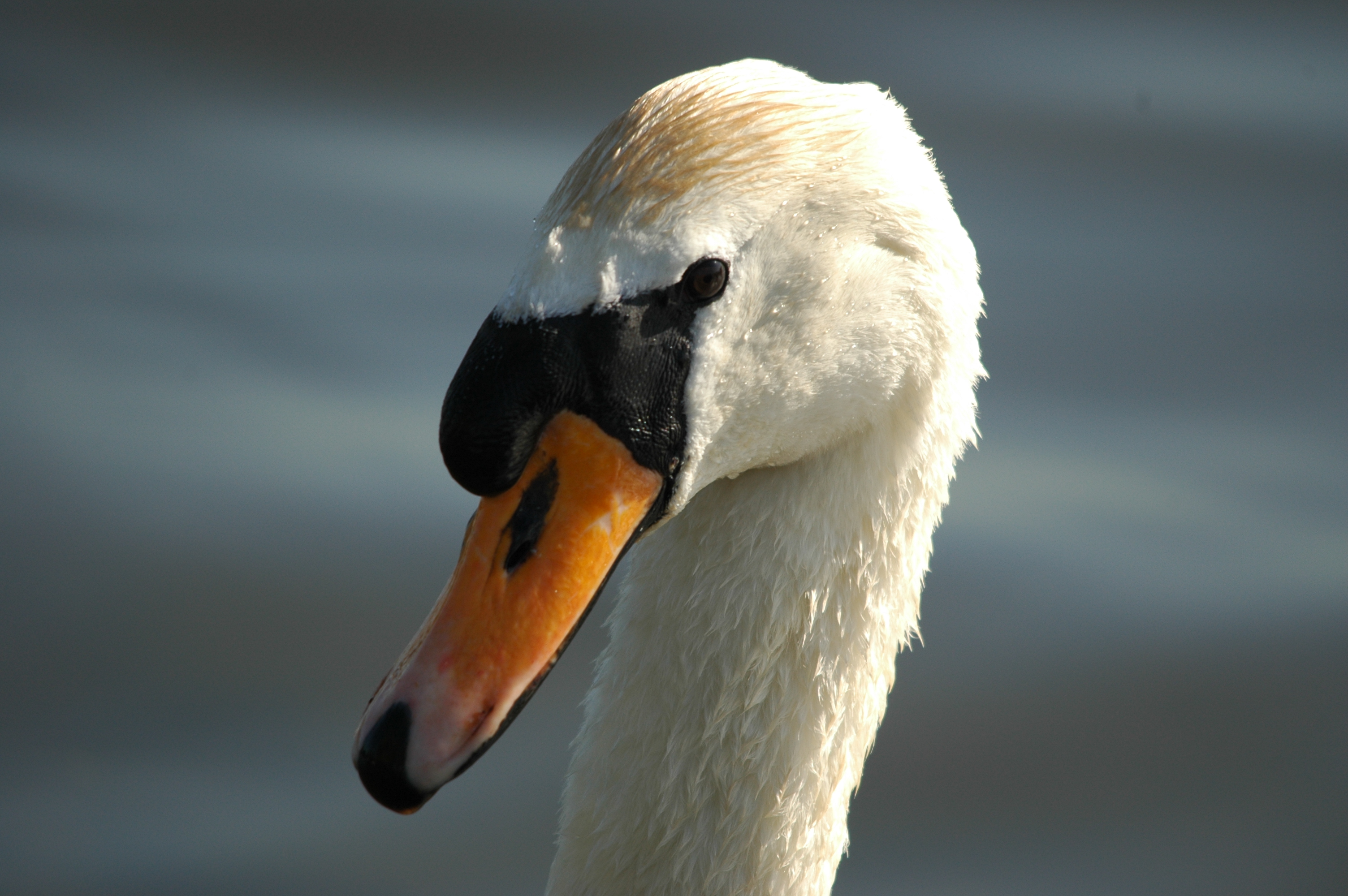 photos/wildlife/Bird_Species/029-Swans-Geese-Typical_ducks/0434-Mute_Swan/DSC_5559.JPG