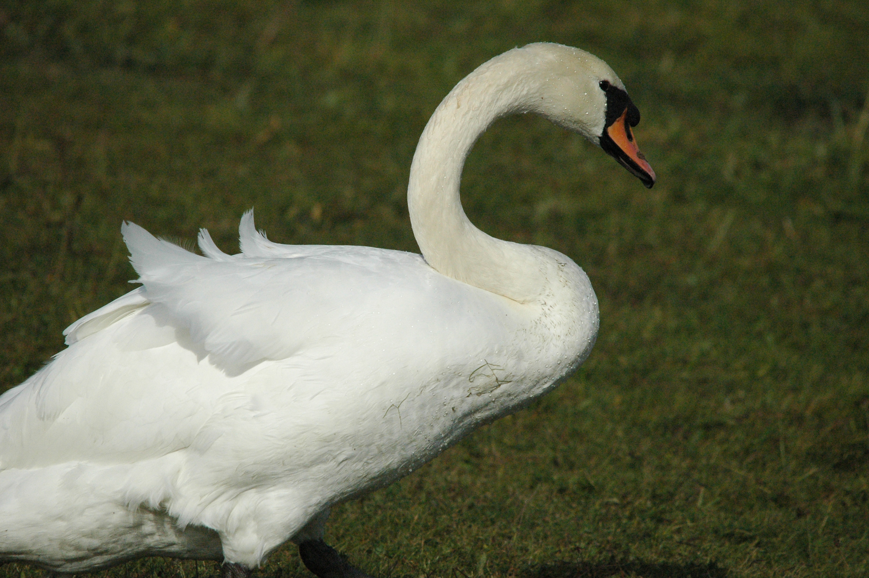 photos/wildlife/Bird_Species/029-Swans-Geese-Typical_ducks/0434-Mute_Swan/dsc_1288.jpg