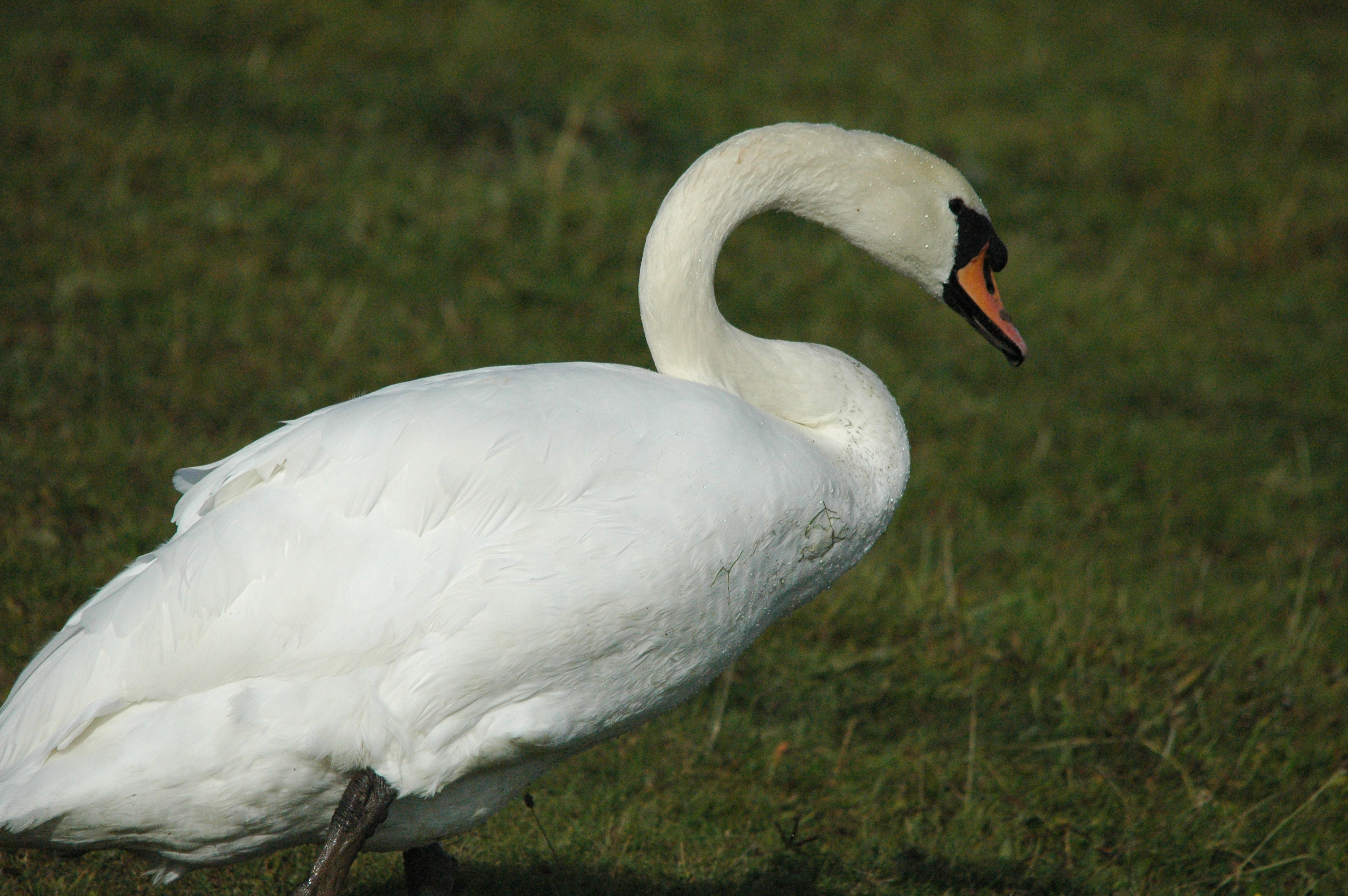 photos/wildlife/Bird_Species/029-Swans-Geese-Typical_ducks/0434-Mute_Swan/dsc_1289.jpg