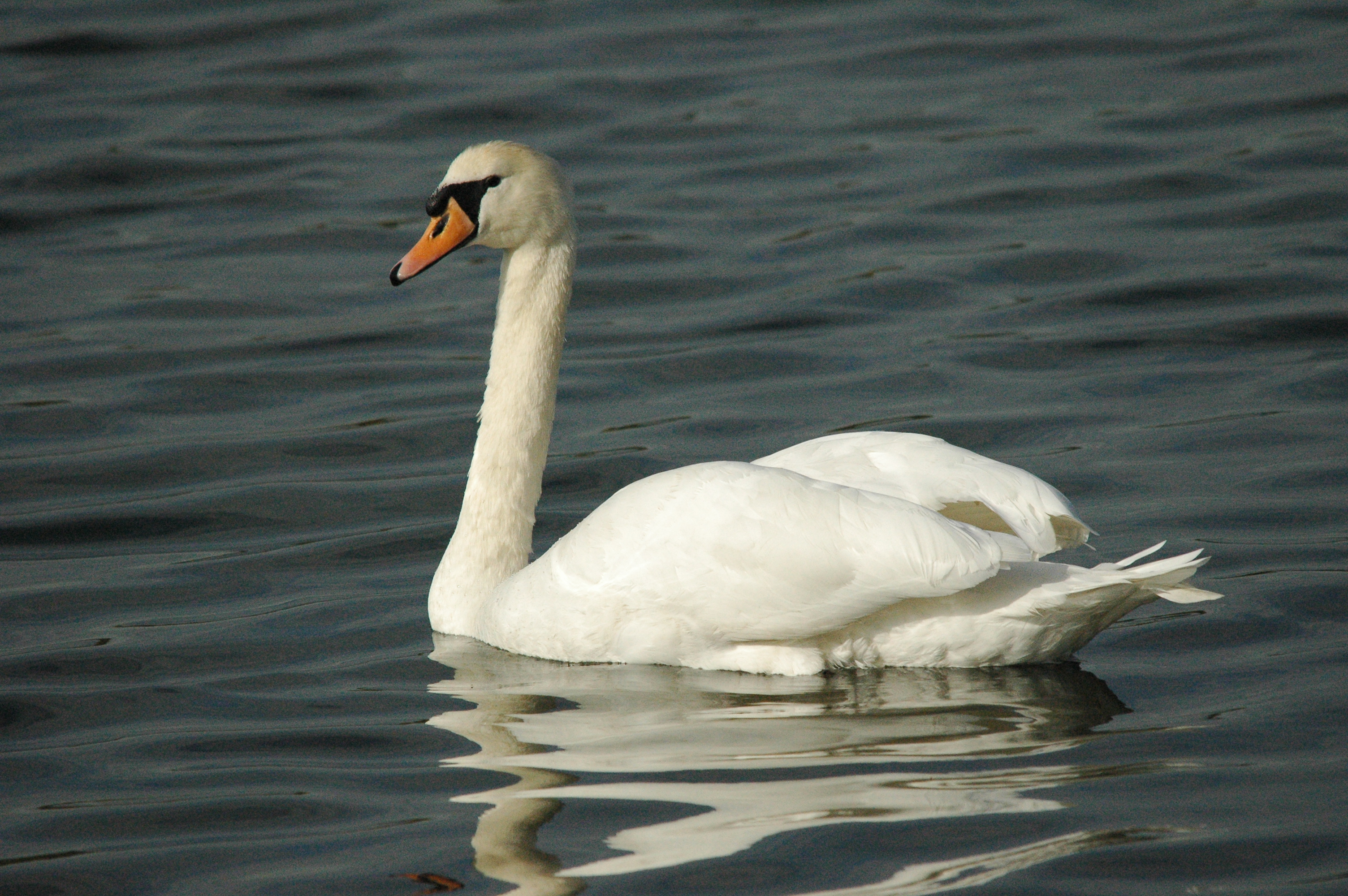 photos/wildlife/Bird_Species/029-Swans-Geese-Typical_ducks/0434-Mute_Swan/dsc_1292.jpg