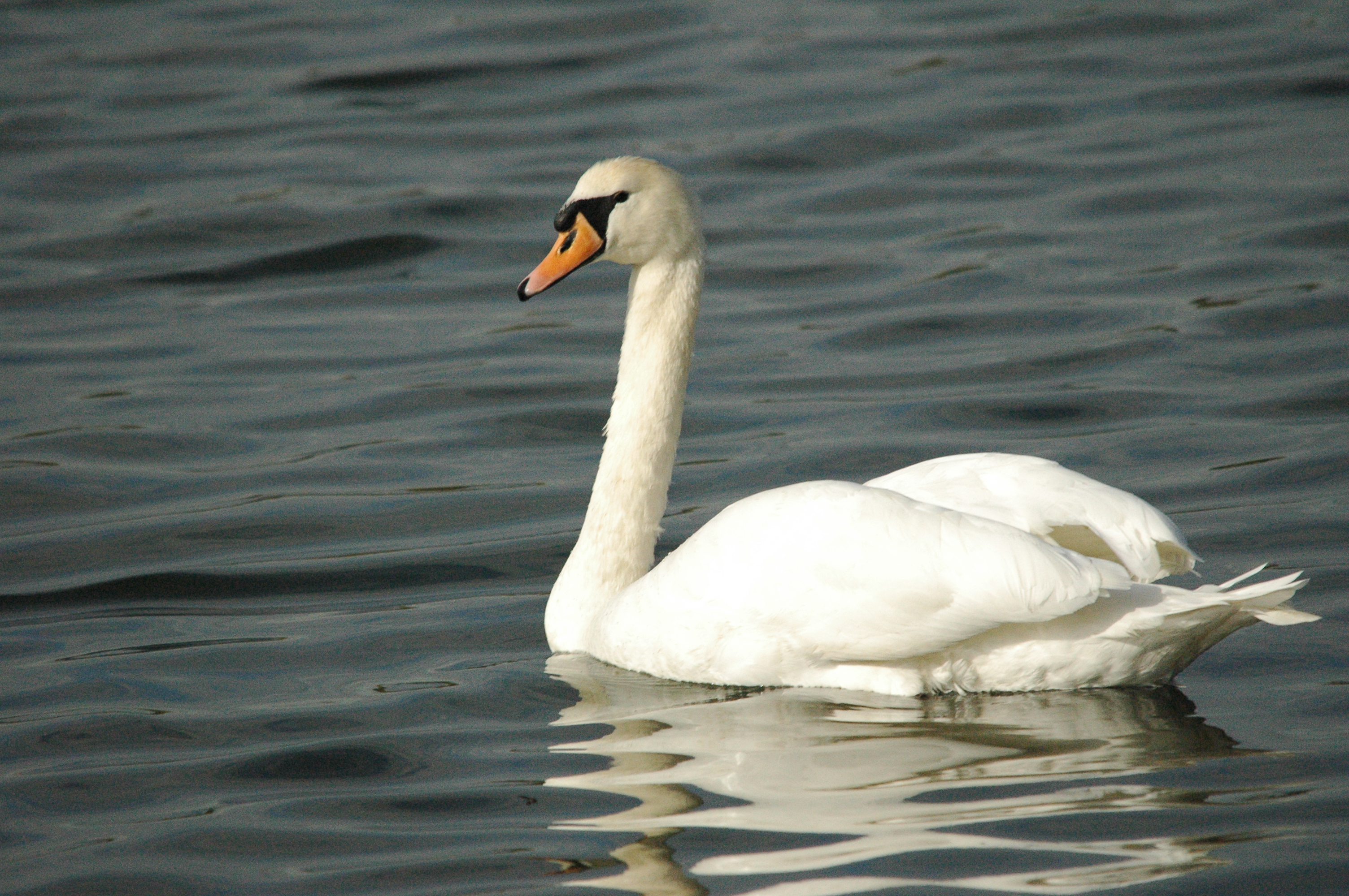 photos/wildlife/Bird_Species/029-Swans-Geese-Typical_ducks/0434-Mute_Swan/dsc_1294.jpg