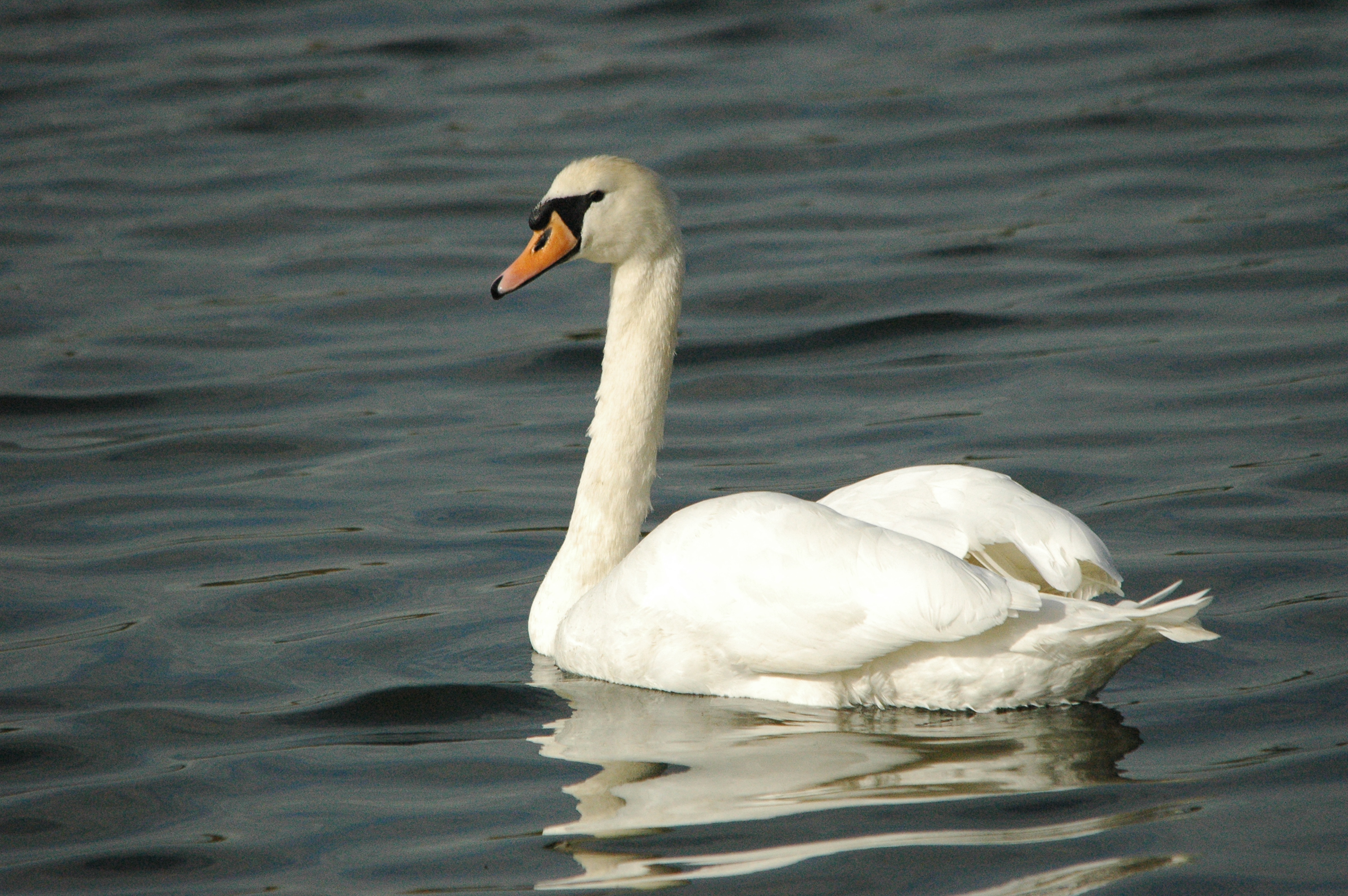 photos/wildlife/Bird_Species/029-Swans-Geese-Typical_ducks/0434-Mute_Swan/dsc_1295.jpg