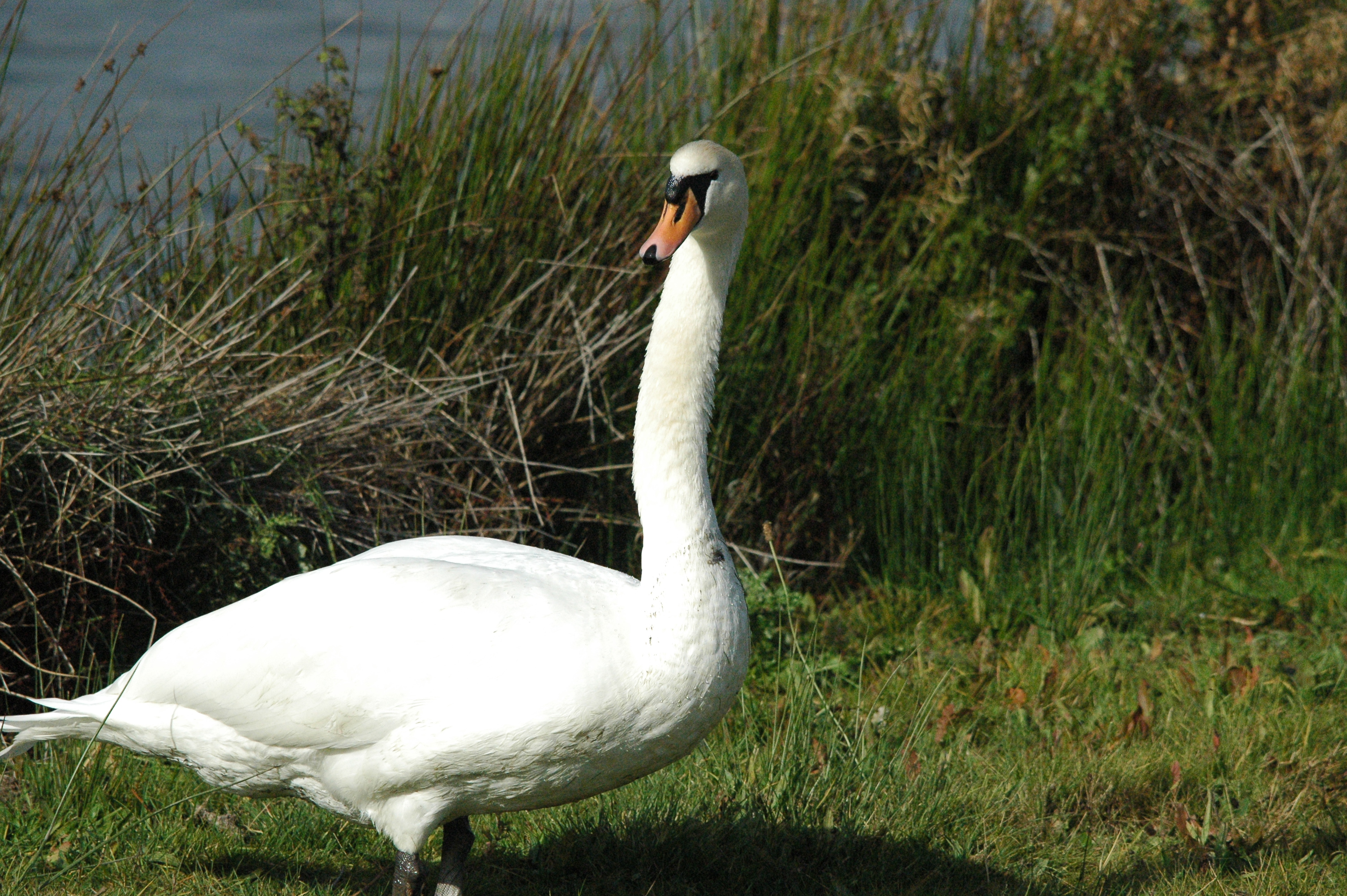 photos/wildlife/Bird_Species/029-Swans-Geese-Typical_ducks/0434-Mute_Swan/dsc_1296.jpg