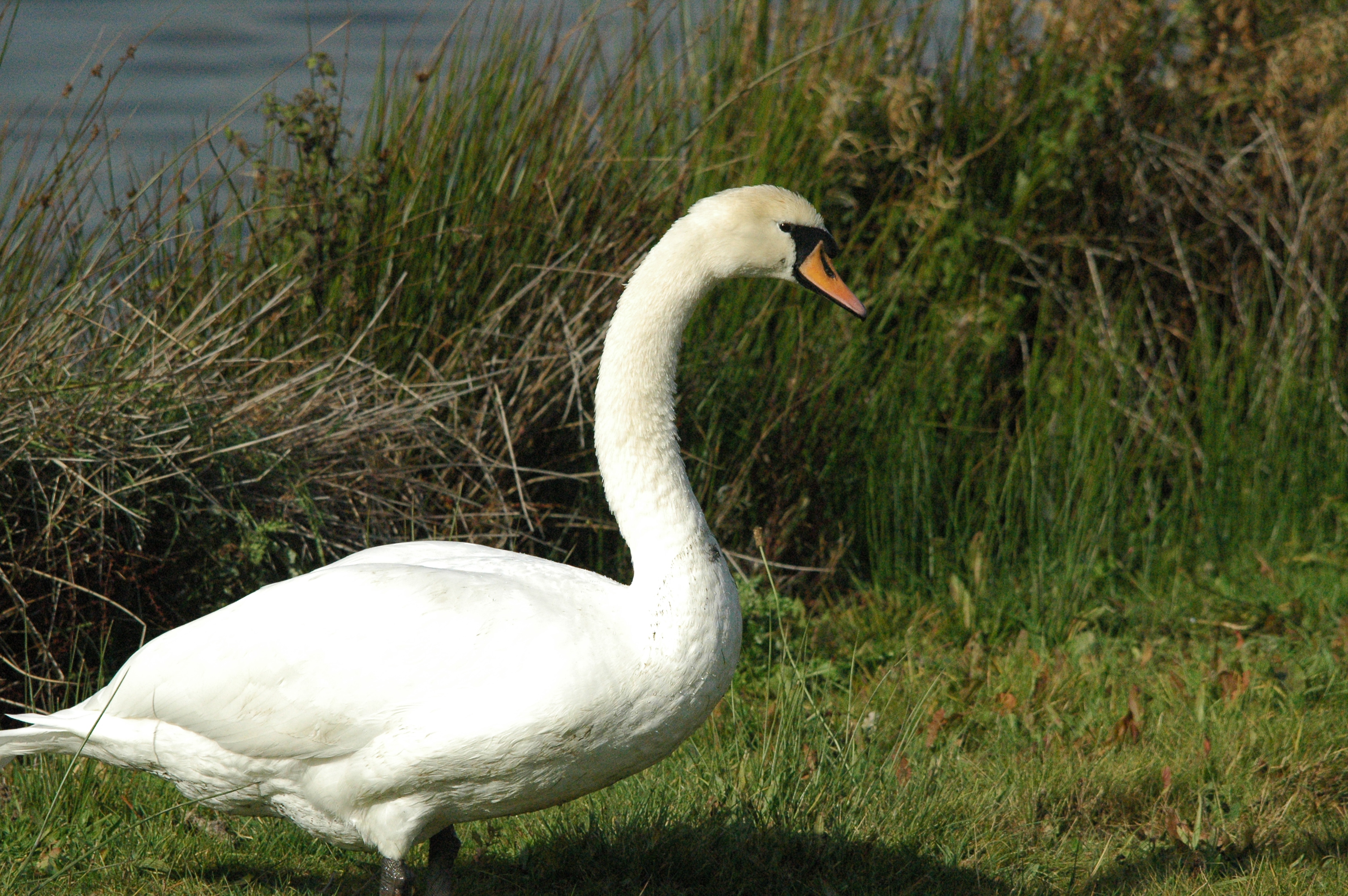 photos/wildlife/Bird_Species/029-Swans-Geese-Typical_ducks/0434-Mute_Swan/dsc_1297.jpg