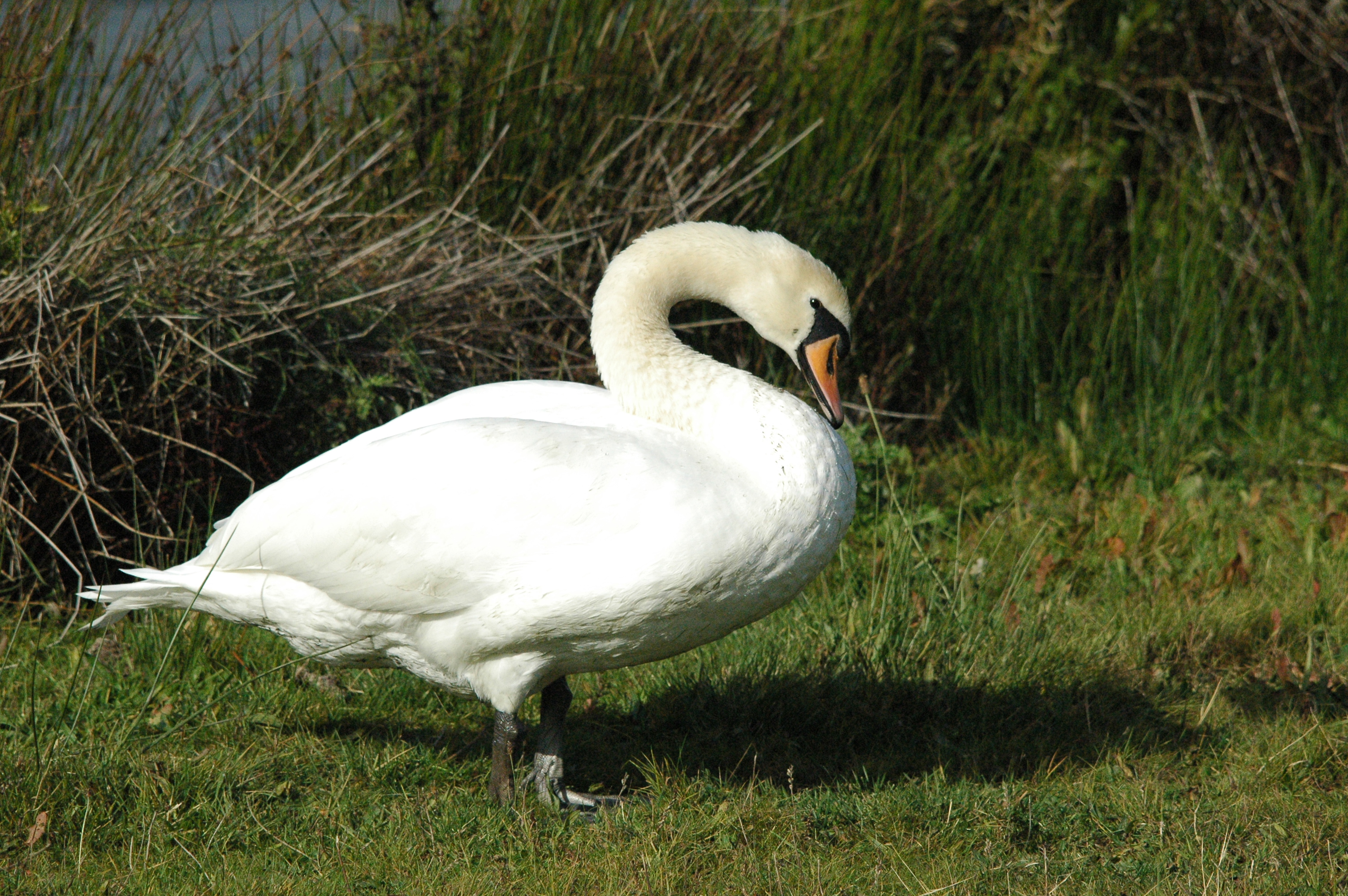 photos/wildlife/Bird_Species/029-Swans-Geese-Typical_ducks/0434-Mute_Swan/dsc_1298.jpg