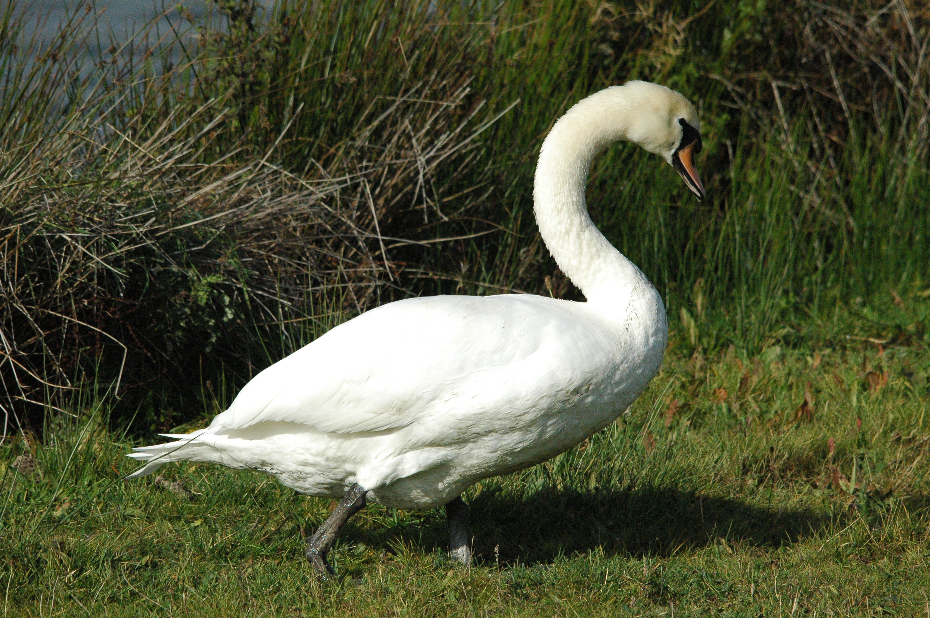photos/wildlife/Bird_Species/029-Swans-Geese-Typical_ducks/0434-Mute_Swan/dsc_1299.jpg