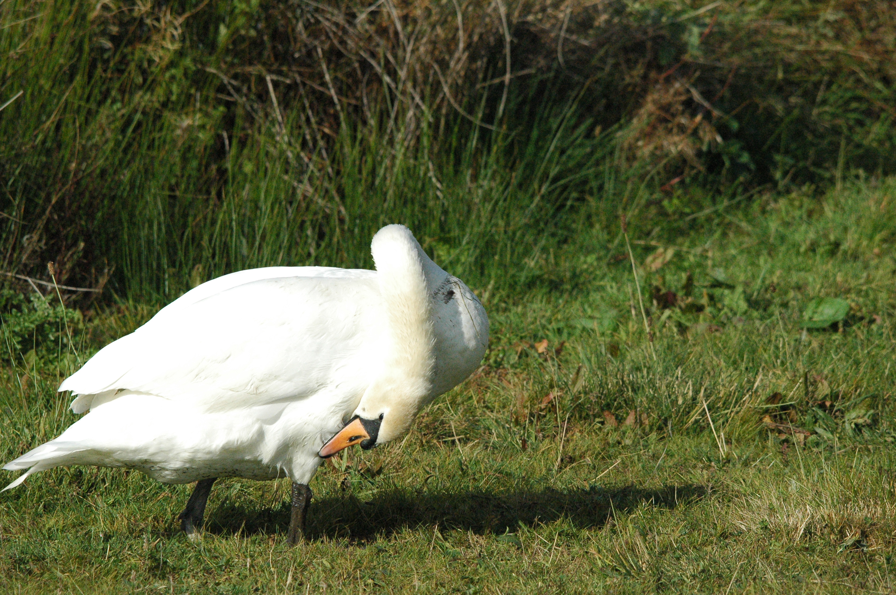 photos/wildlife/Bird_Species/029-Swans-Geese-Typical_ducks/0434-Mute_Swan/dsc_1300.jpg