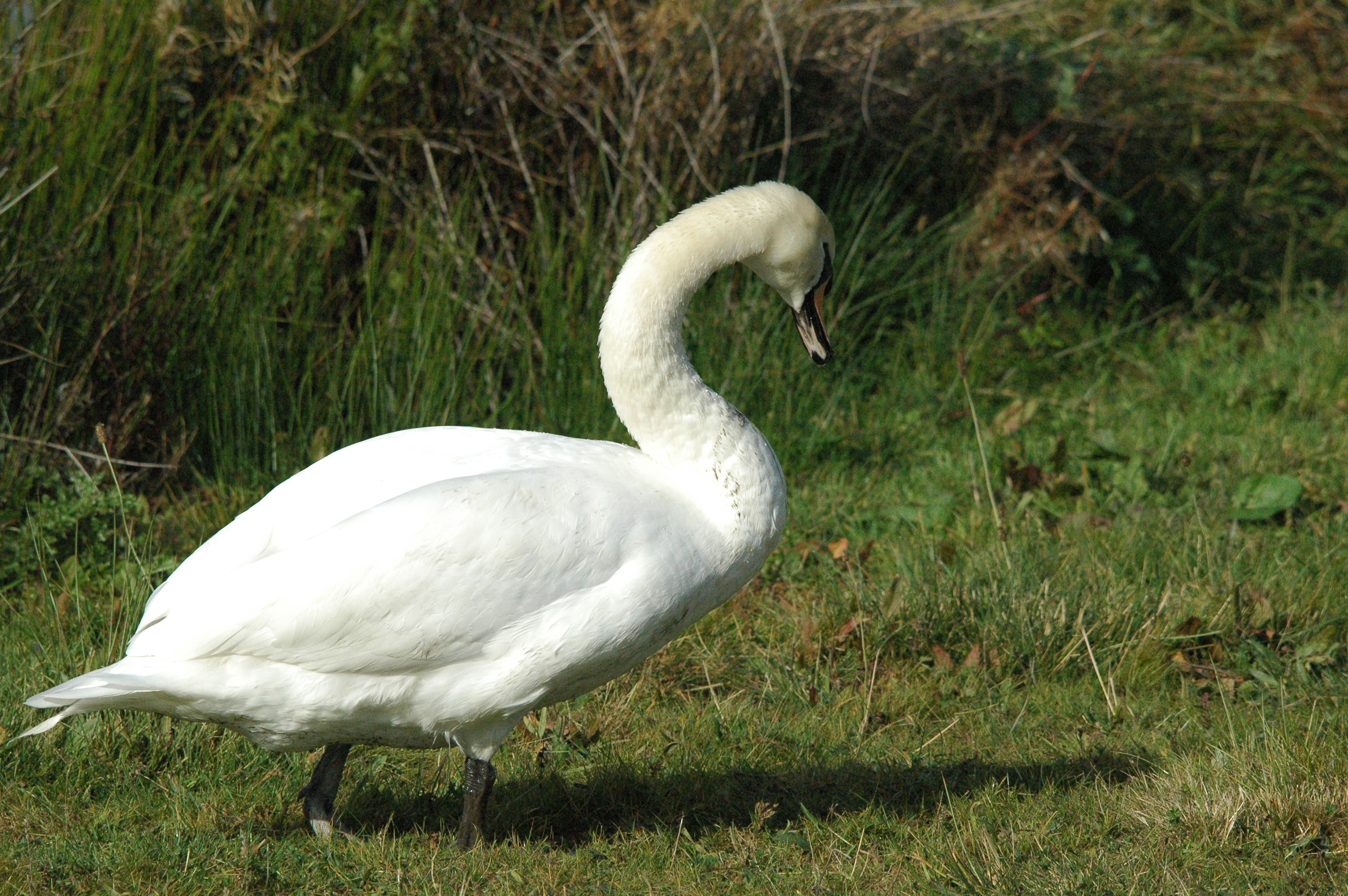 photos/wildlife/Bird_Species/029-Swans-Geese-Typical_ducks/0434-Mute_Swan/dsc_1301.jpg