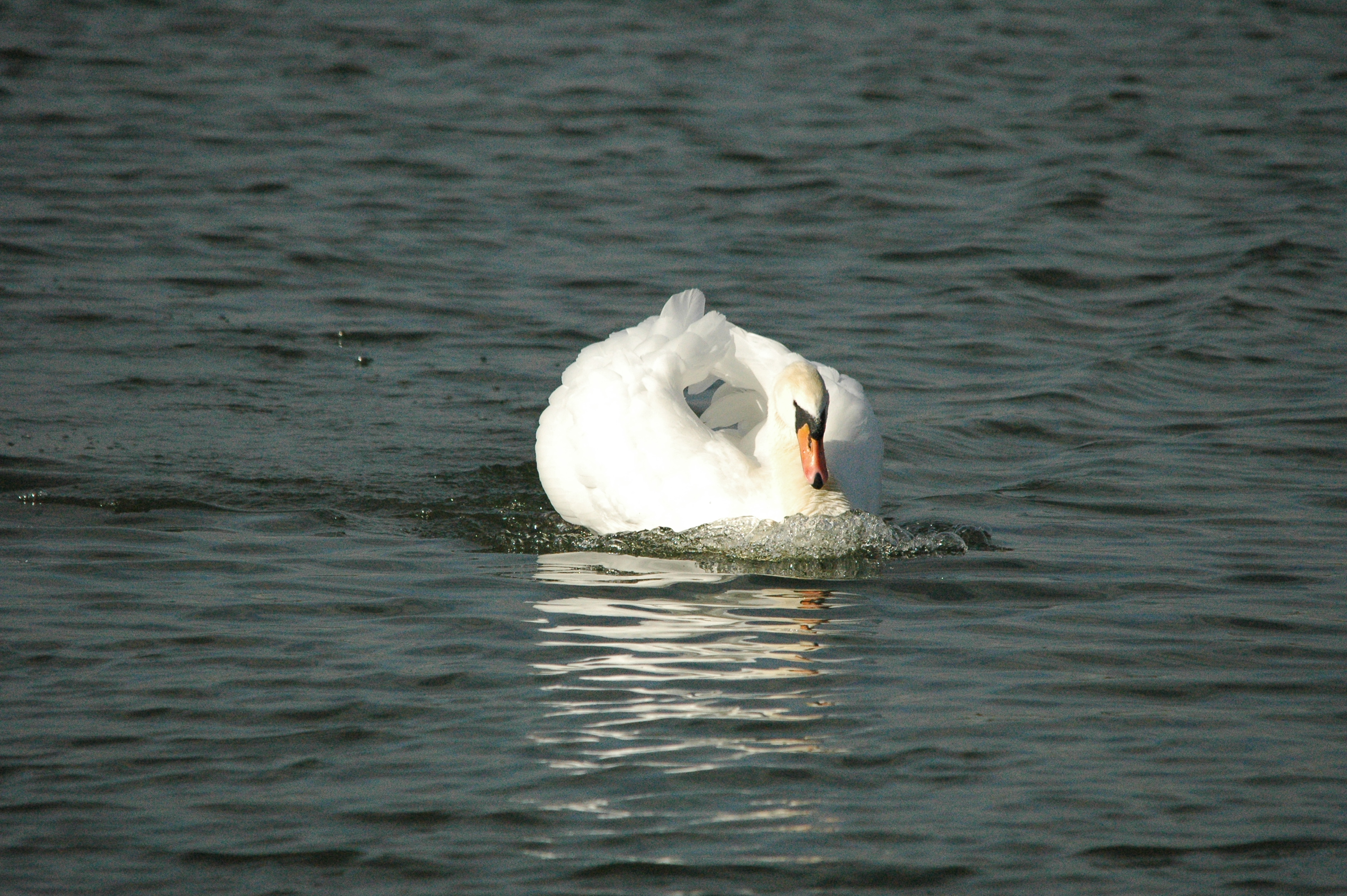 photos/wildlife/Bird_Species/029-Swans-Geese-Typical_ducks/0434-Mute_Swan/dsc_1302.jpg
