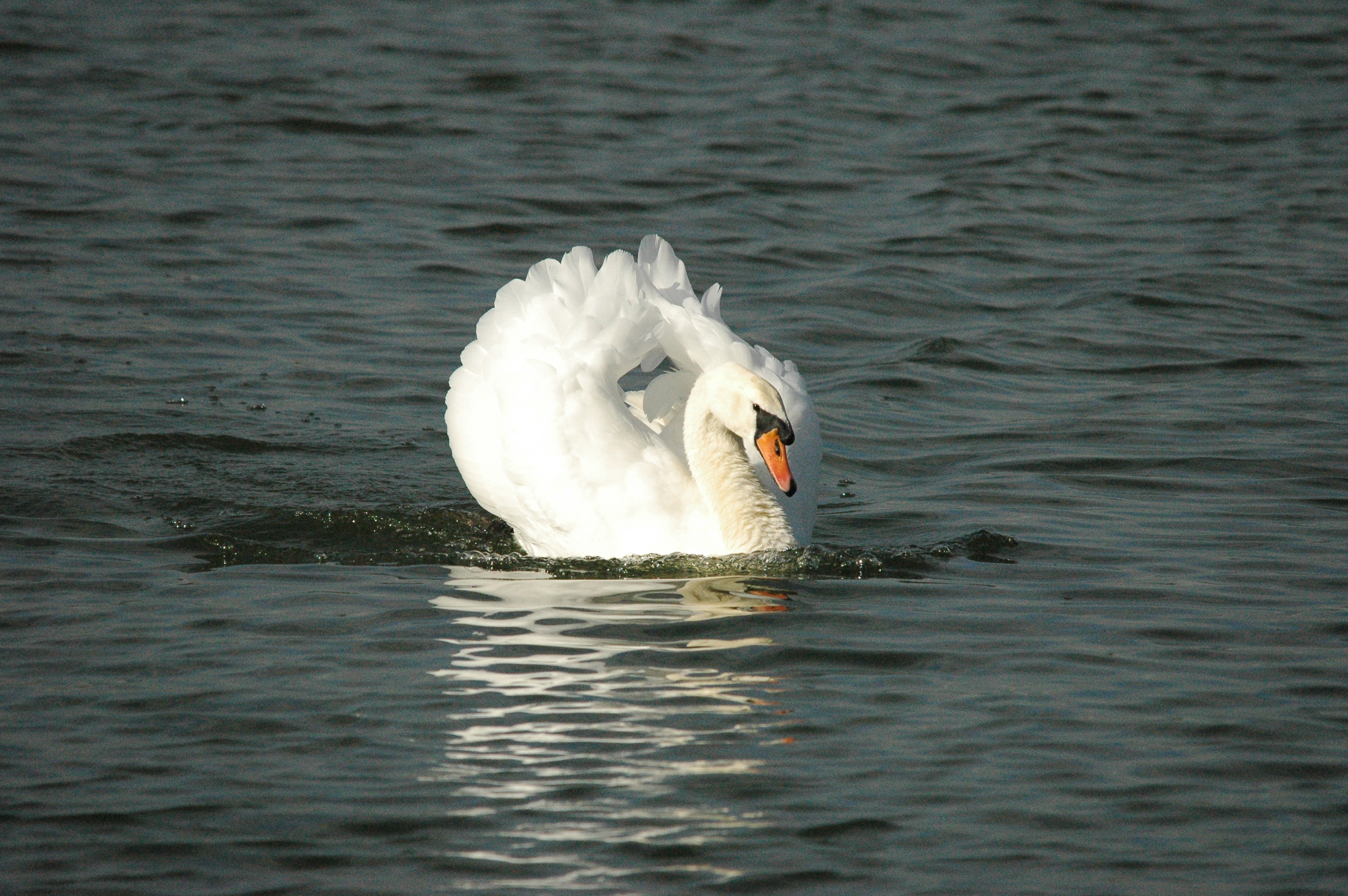 photos/wildlife/Bird_Species/029-Swans-Geese-Typical_ducks/0434-Mute_Swan/dsc_1303.jpg