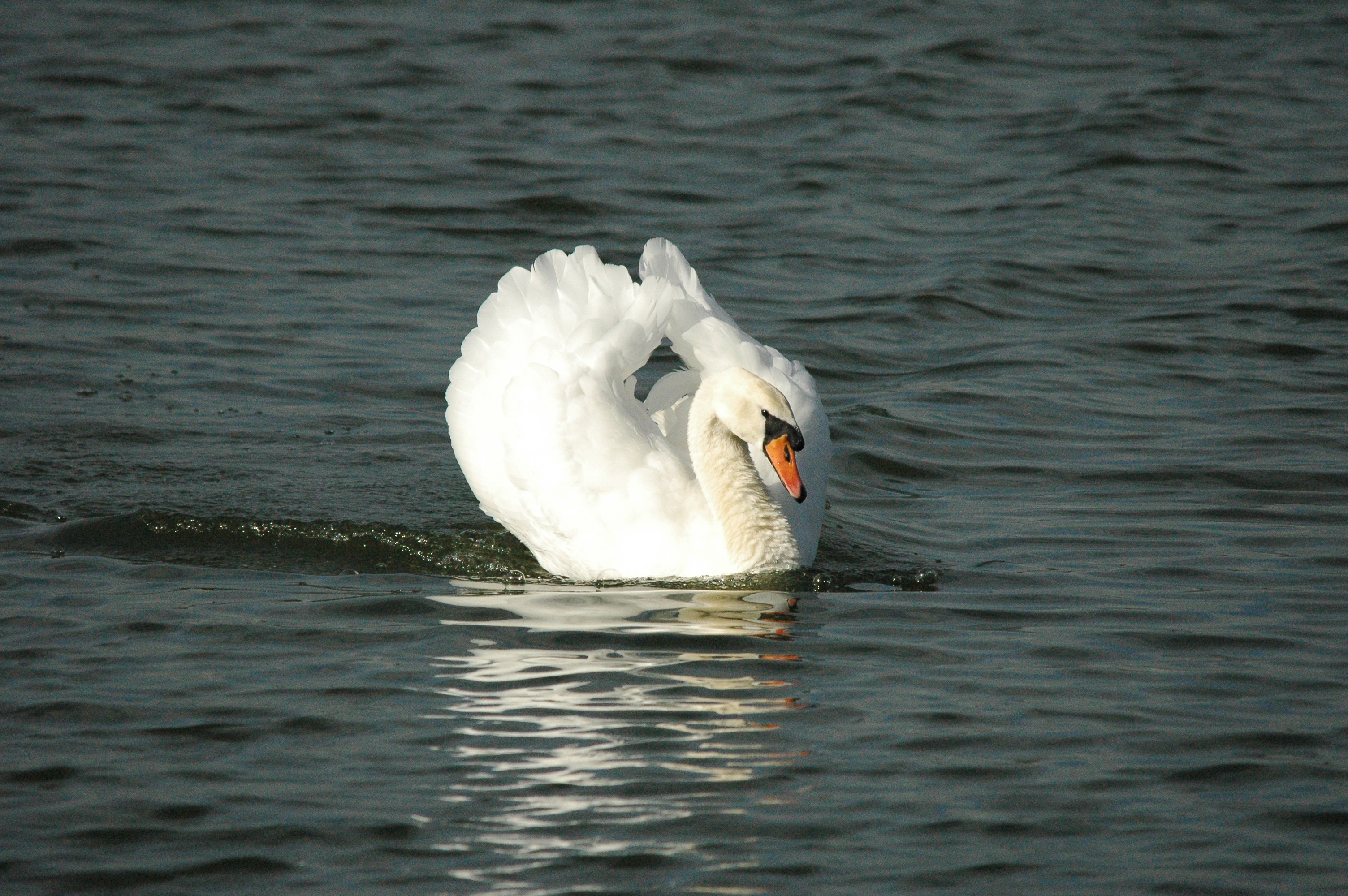 photos/wildlife/Bird_Species/029-Swans-Geese-Typical_ducks/0434-Mute_Swan/dsc_1304.jpg