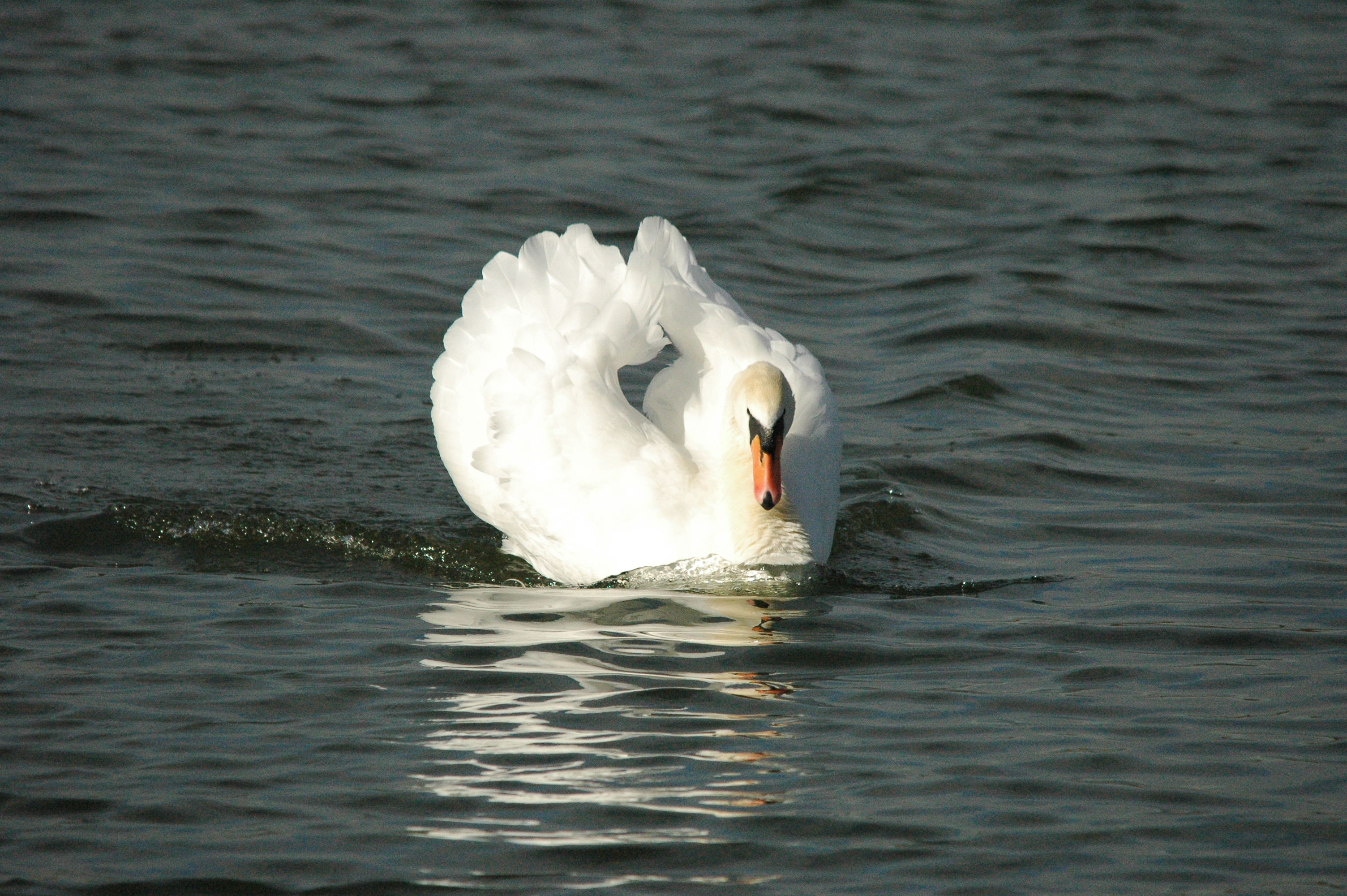photos/wildlife/Bird_Species/029-Swans-Geese-Typical_ducks/0434-Mute_Swan/dsc_1305.jpg