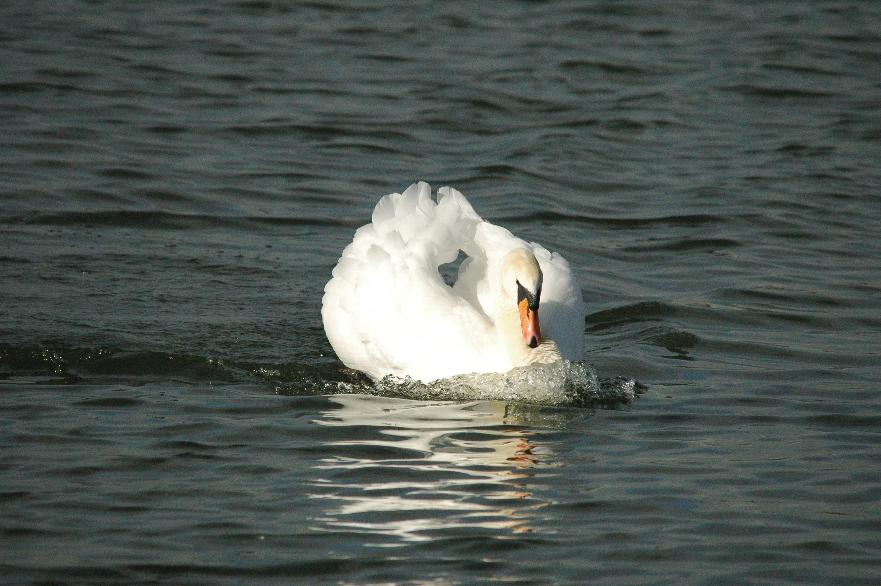 photos/wildlife/Bird_Species/029-Swans-Geese-Typical_ducks/0434-Mute_Swan/dsc_1306.jpg