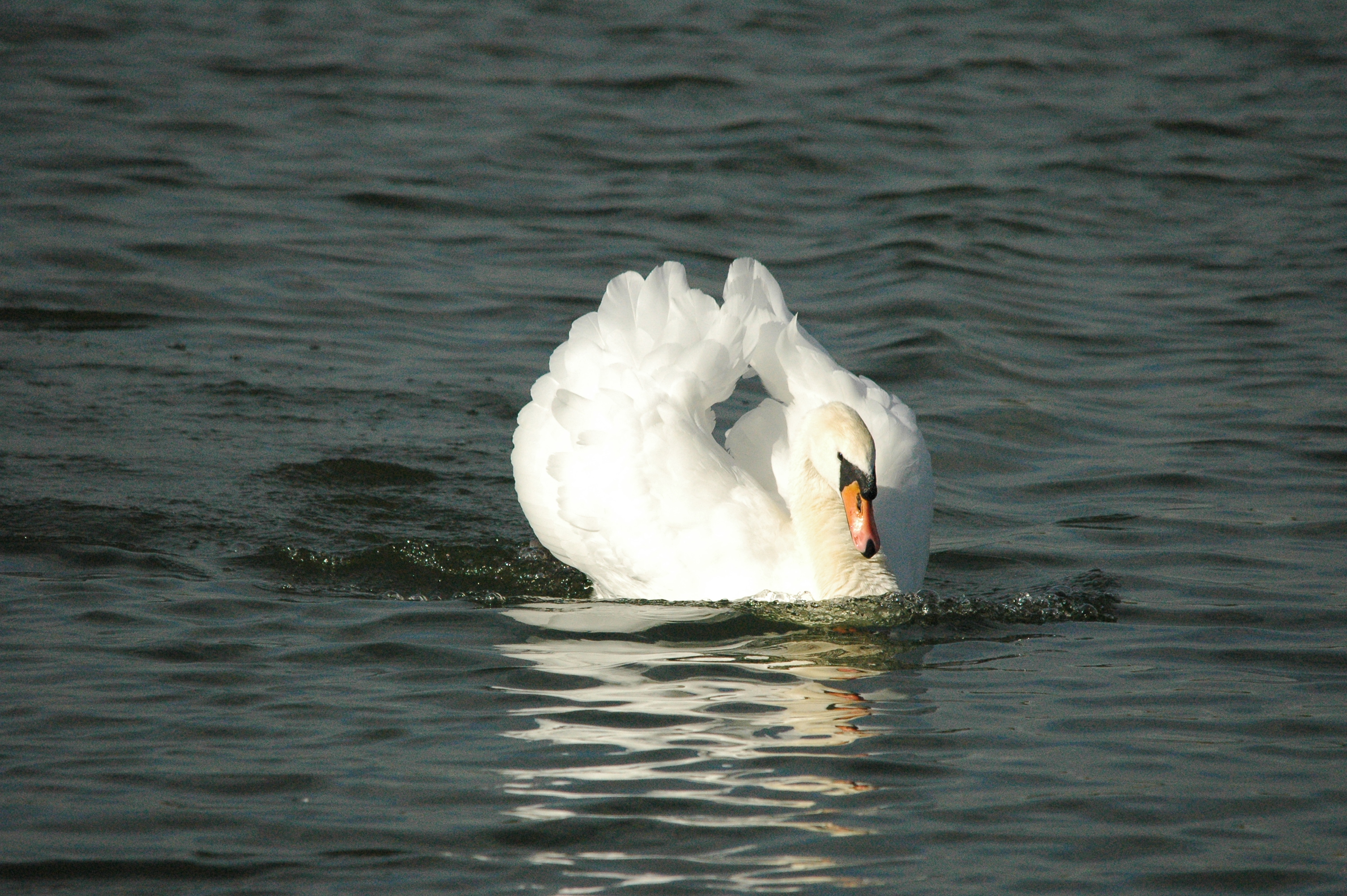 photos/wildlife/Bird_Species/029-Swans-Geese-Typical_ducks/0434-Mute_Swan/dsc_1307.jpg
