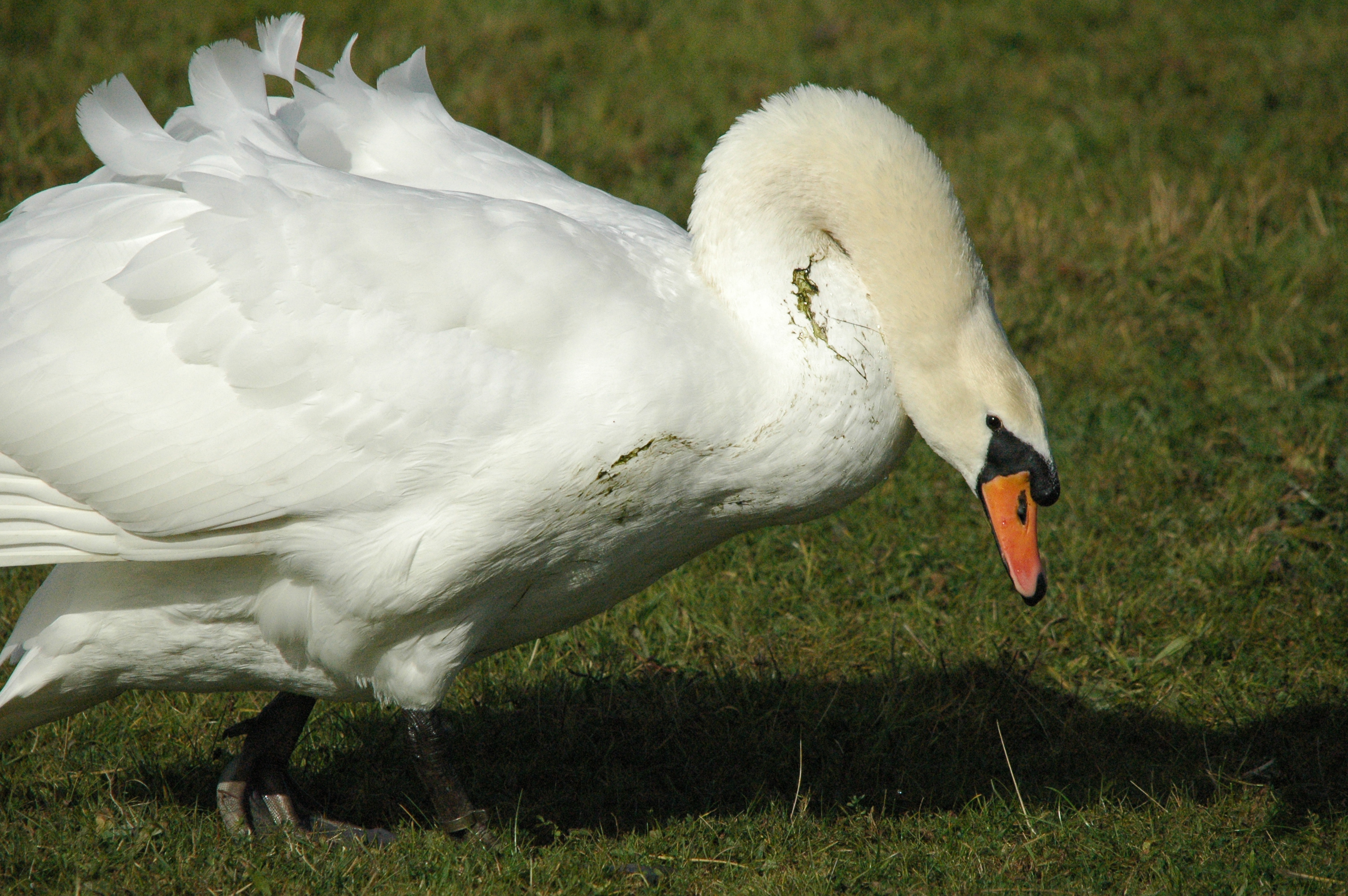 photos/wildlife/Bird_Species/029-Swans-Geese-Typical_ducks/0434-Mute_Swan/dsc_1308.jpg