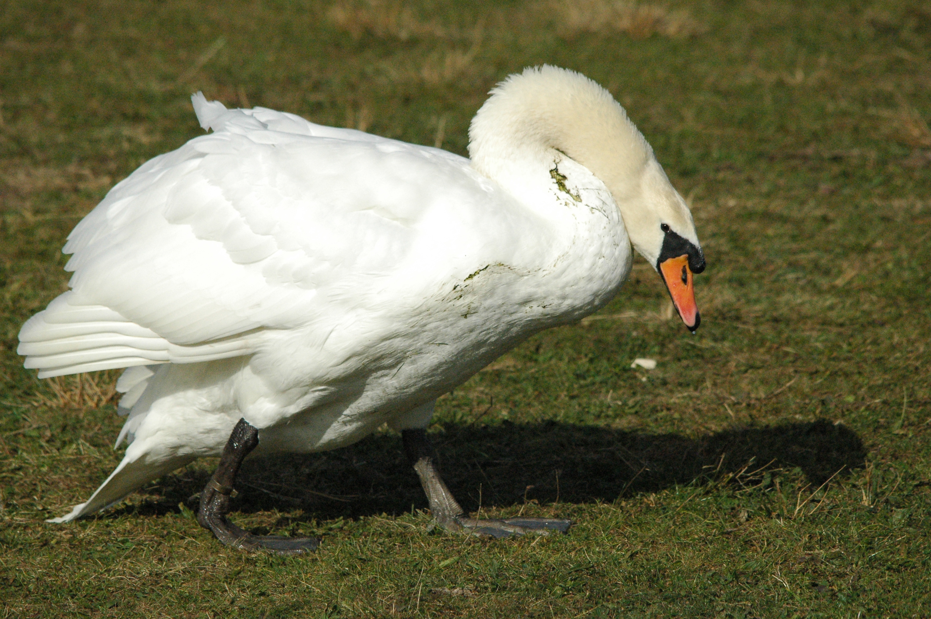 photos/wildlife/Bird_Species/029-Swans-Geese-Typical_ducks/0434-Mute_Swan/dsc_1309.jpg