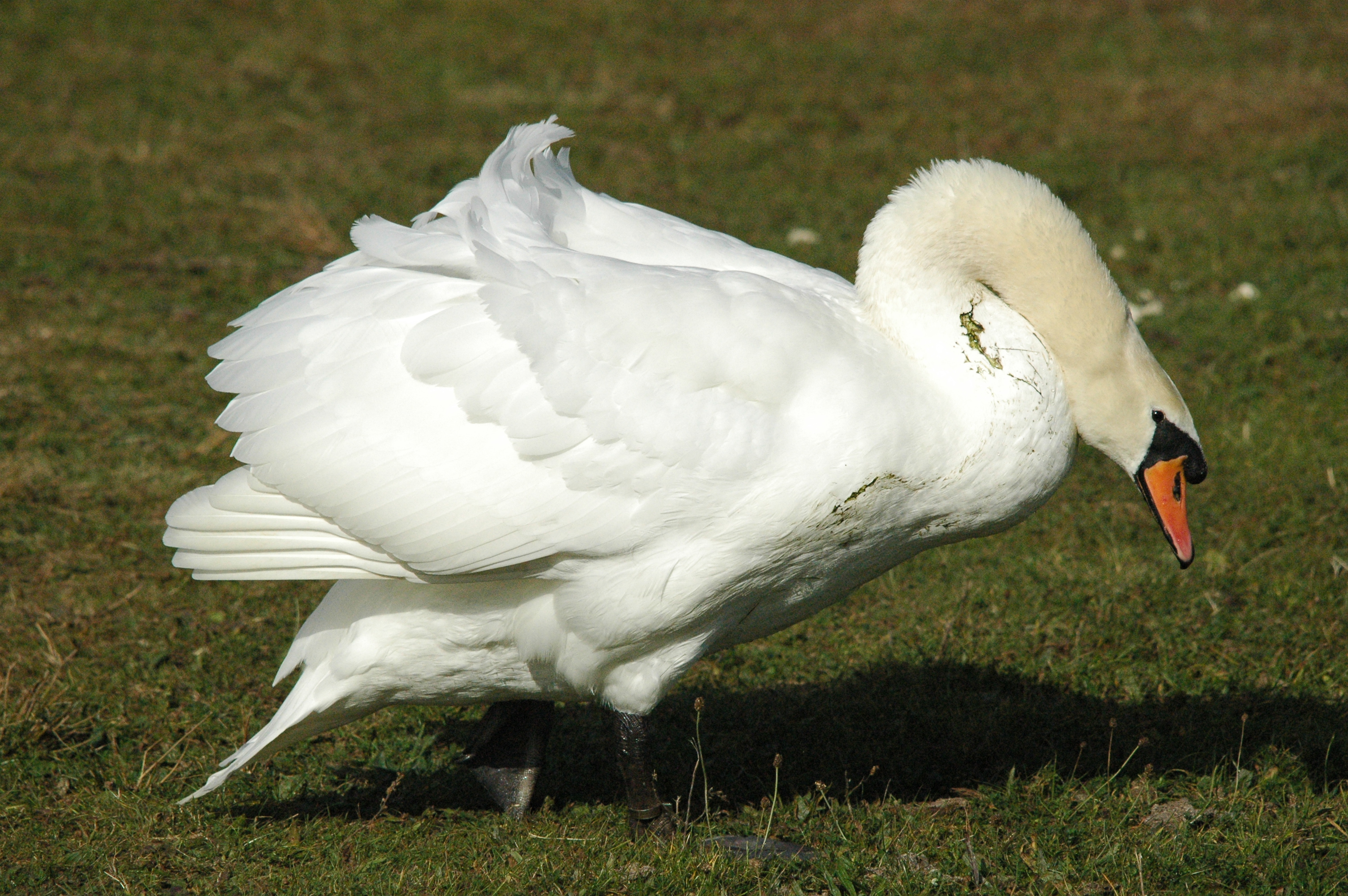 photos/wildlife/Bird_Species/029-Swans-Geese-Typical_ducks/0434-Mute_Swan/dsc_1310.jpg