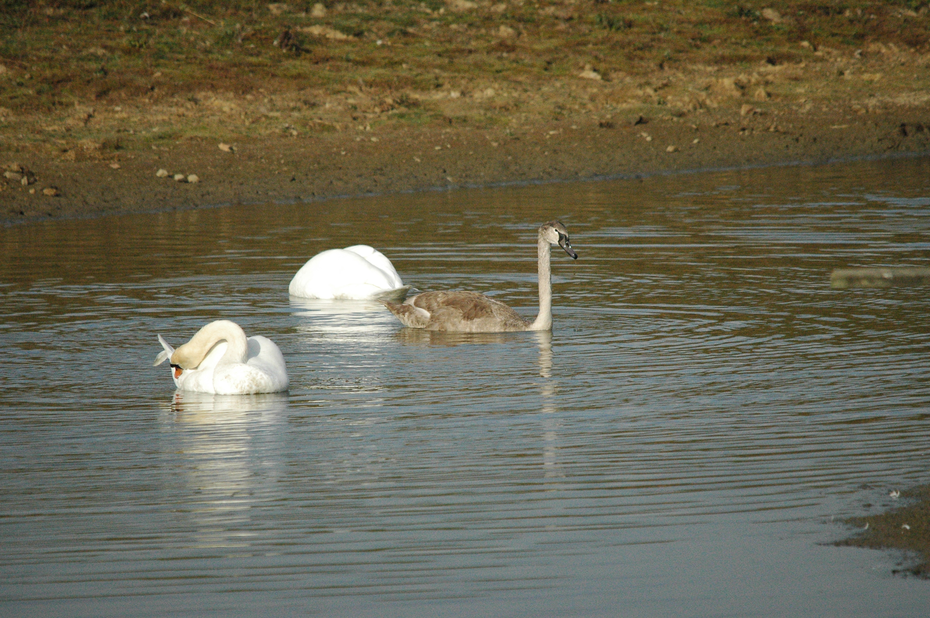 photos/wildlife/Bird_Species/029-Swans-Geese-Typical_ducks/0434-Mute_Swan/dsc_1336.jpg