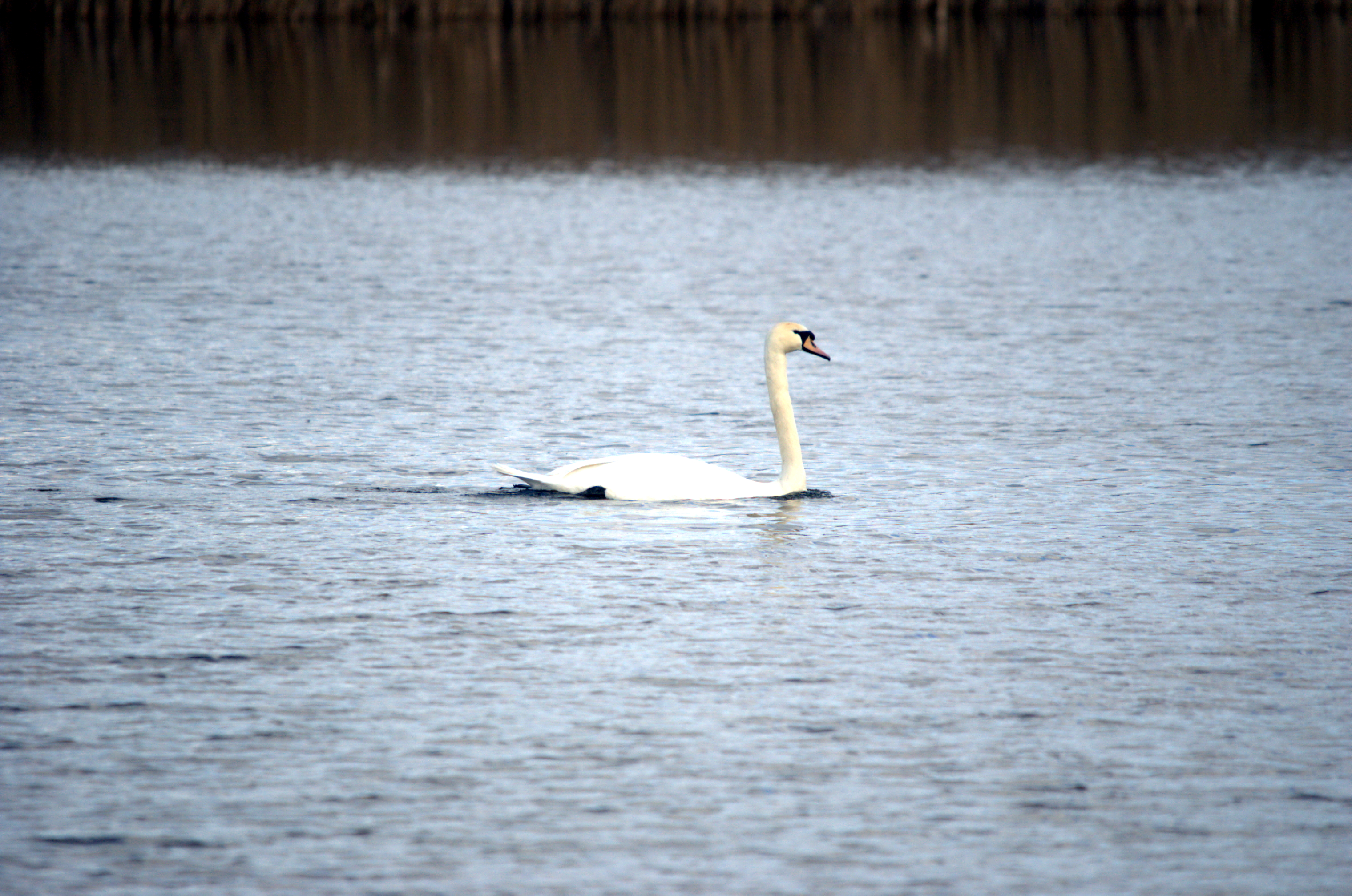 photos/wildlife/Bird_Species/029-Swans-Geese-Typical_ducks/0434-Mute_Swan/dsc_1952.jpeg