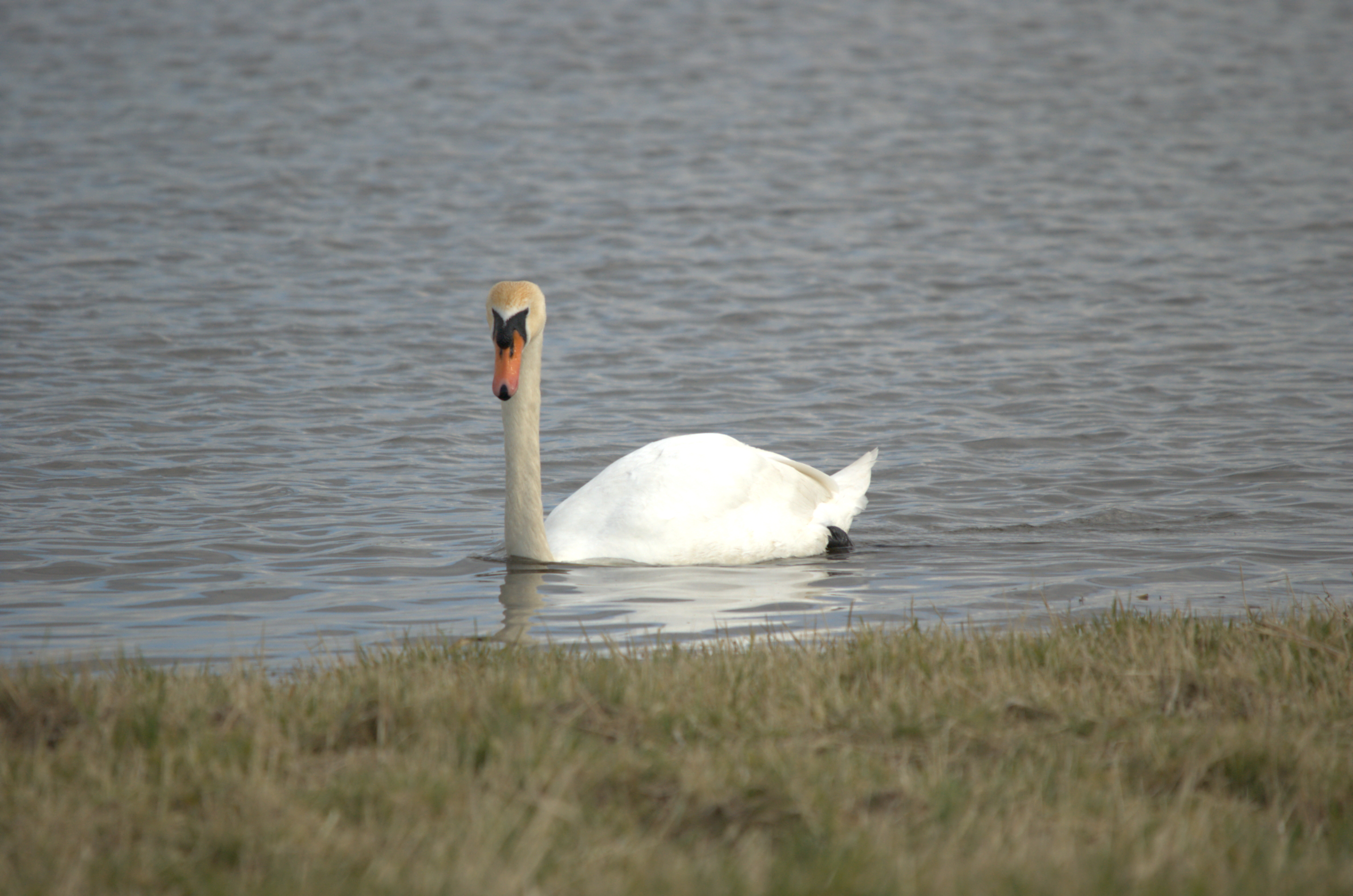 photos/wildlife/Bird_Species/029-Swans-Geese-Typical_ducks/0434-Mute_Swan/dsc_1953.jpeg