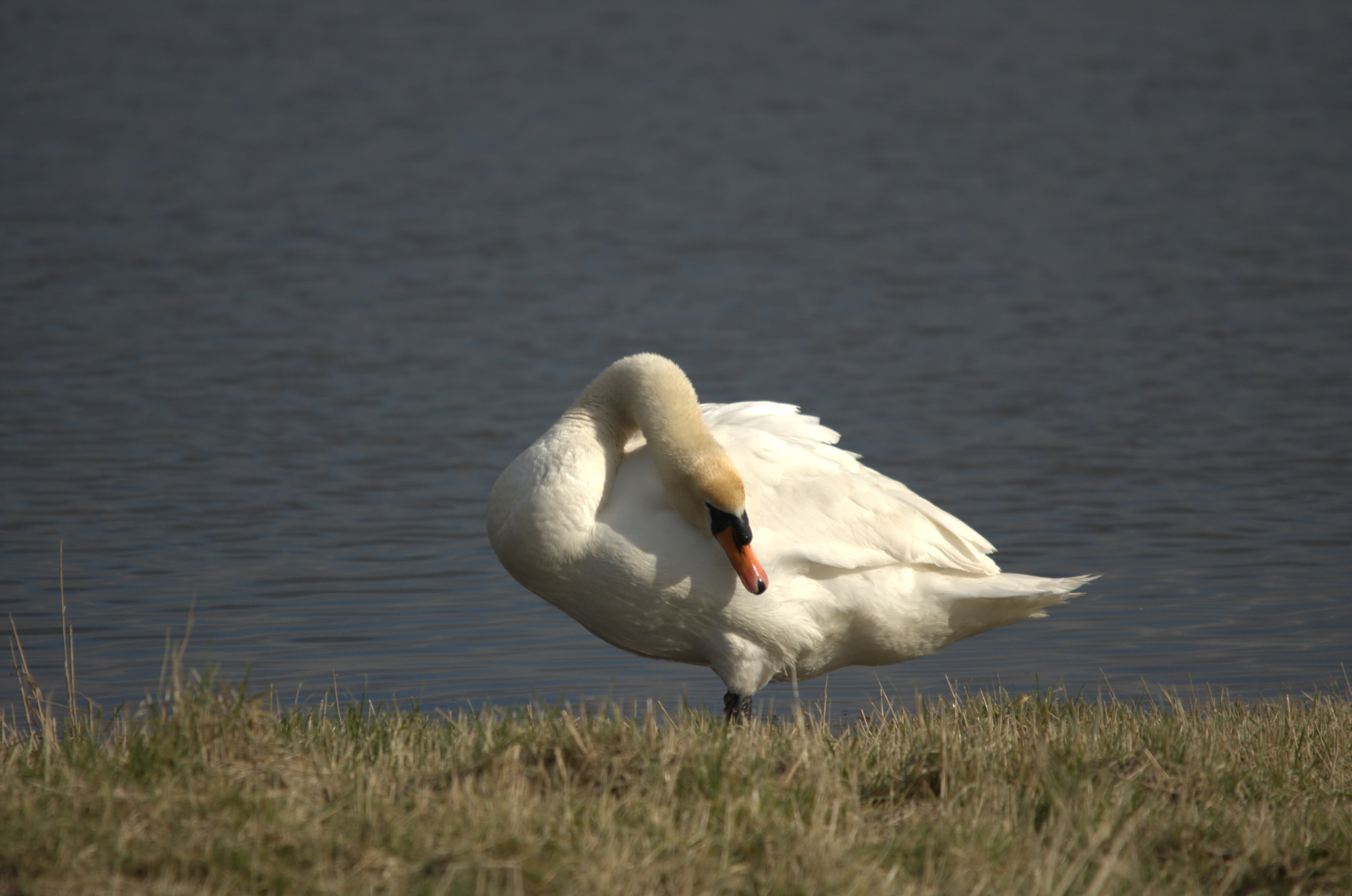 photos/wildlife/Bird_Species/029-Swans-Geese-Typical_ducks/0434-Mute_Swan/dsc_1954.jpeg