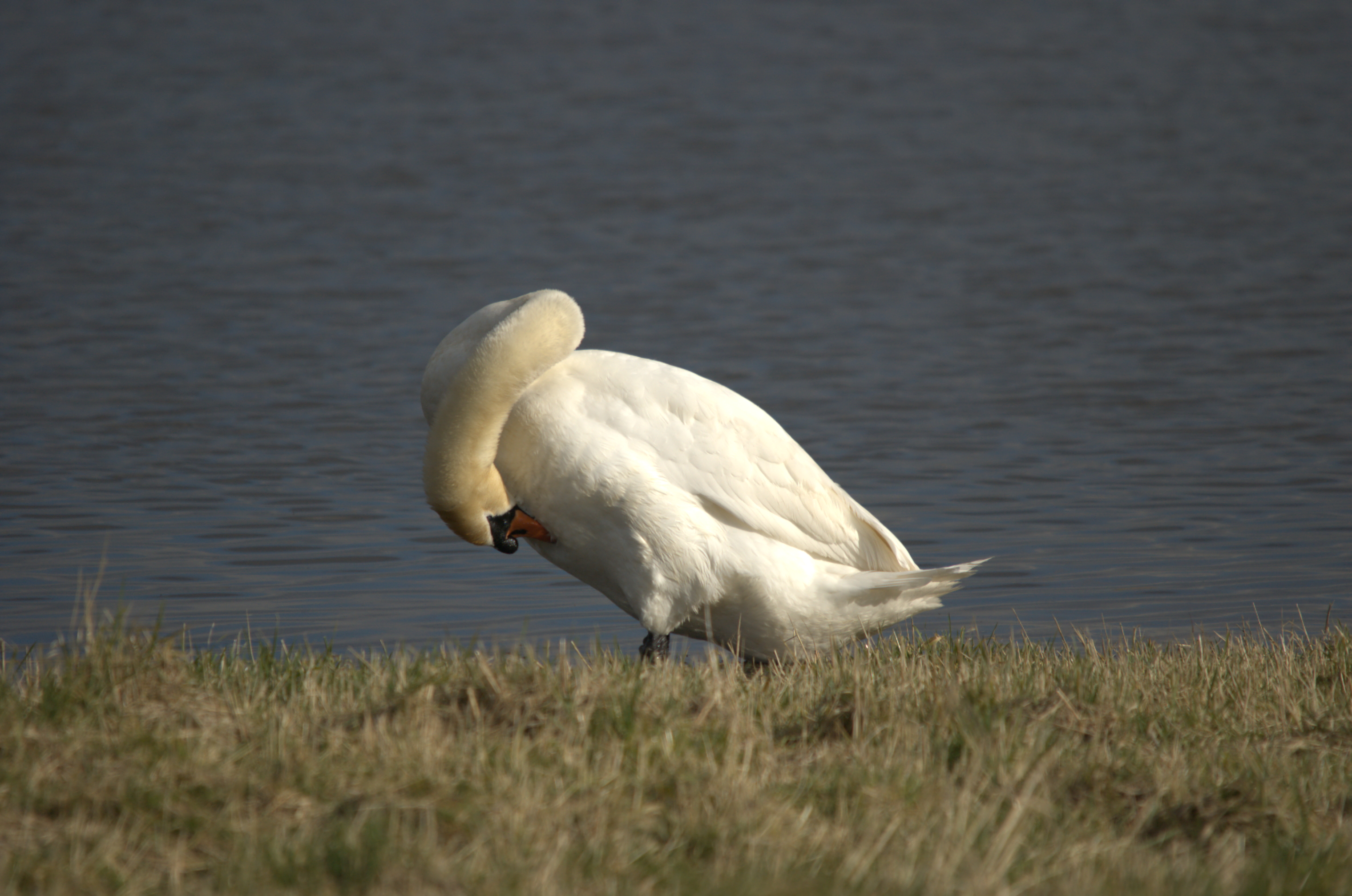 photos/wildlife/Bird_Species/029-Swans-Geese-Typical_ducks/0434-Mute_Swan/dsc_1955.jpeg