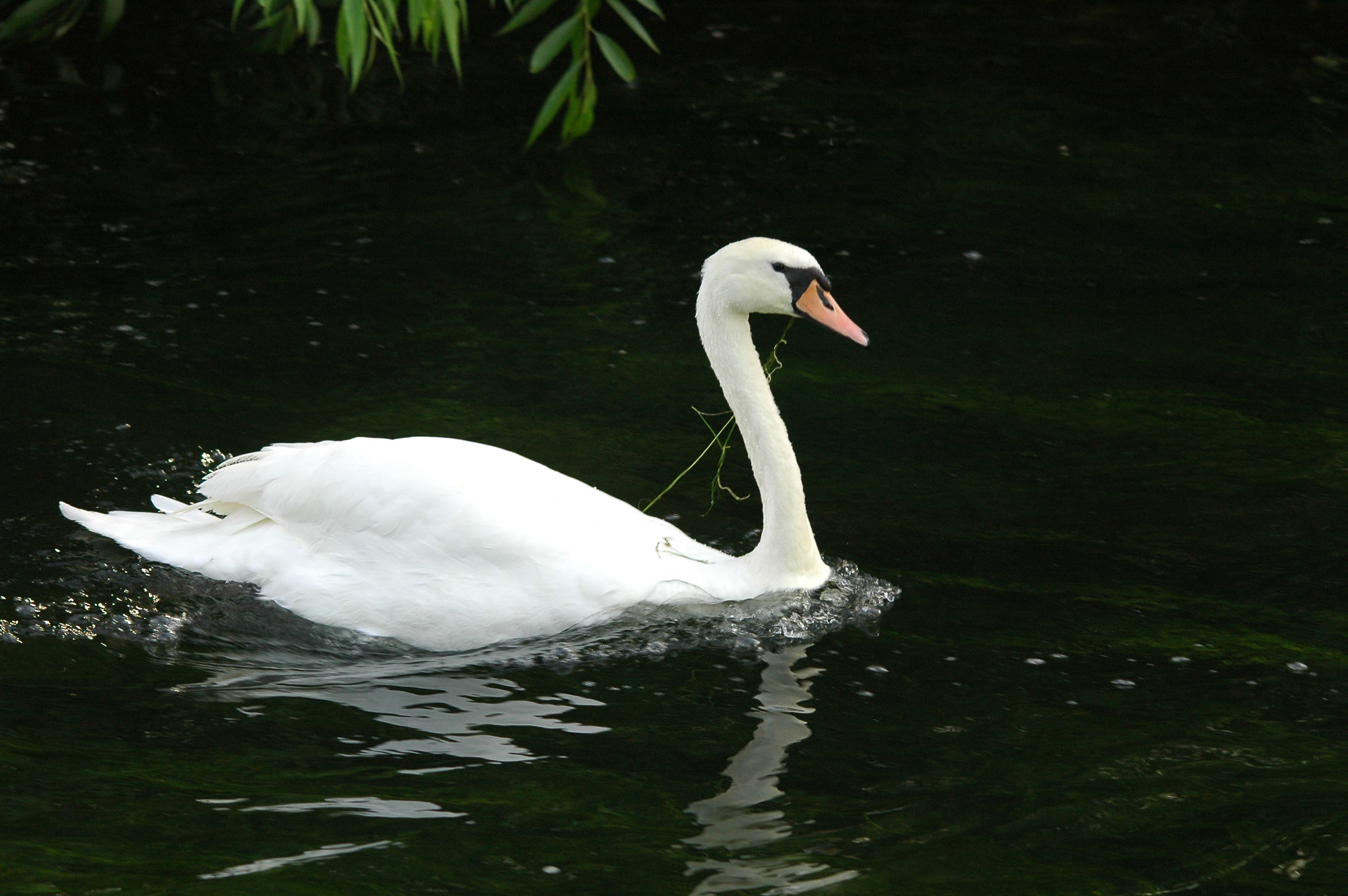 photos/wildlife/Bird_Species/029-Swans-Geese-Typical_ducks/0434-Mute_Swan/dsc_3147.jpg