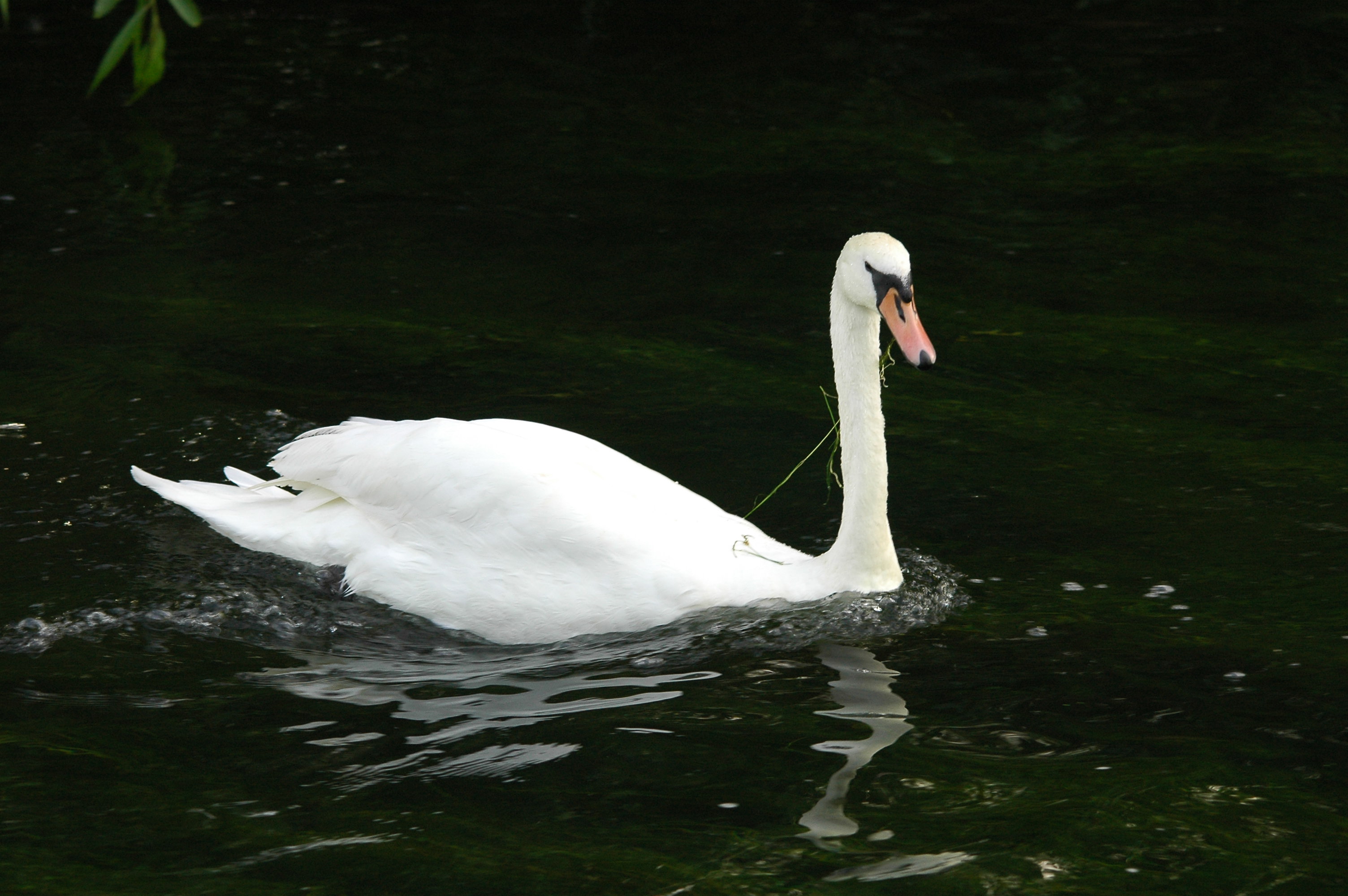 photos/wildlife/Bird_Species/029-Swans-Geese-Typical_ducks/0434-Mute_Swan/dsc_3148.jpg