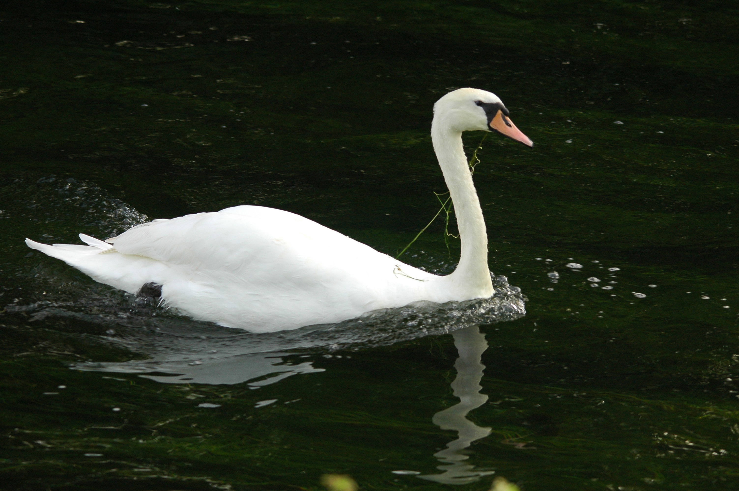 photos/wildlife/Bird_Species/029-Swans-Geese-Typical_ducks/0434-Mute_Swan/dsc_3149.jpg