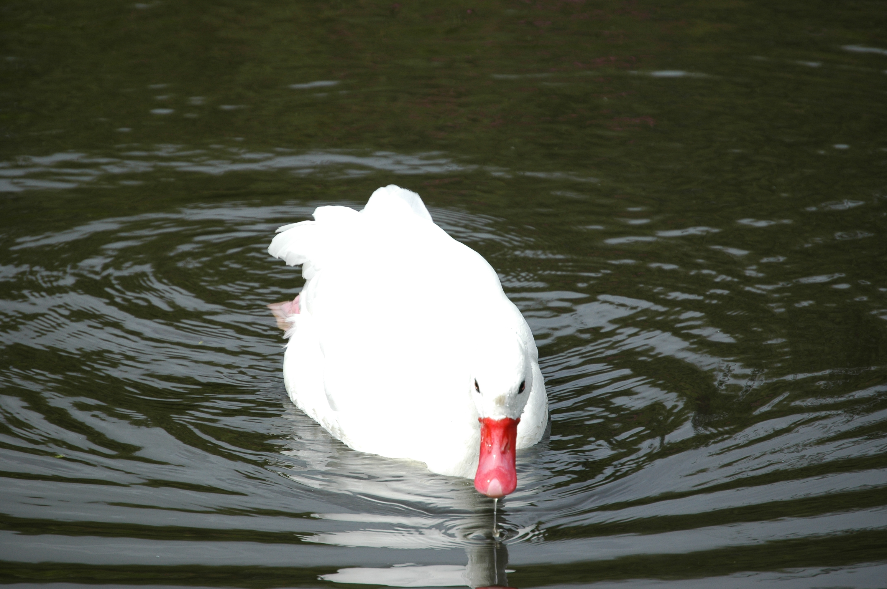 photos/wildlife/Bird_Species/029-Swans-Geese-Typical_ducks/0440-Coscoroba_Swan/DSC_0063.JPG