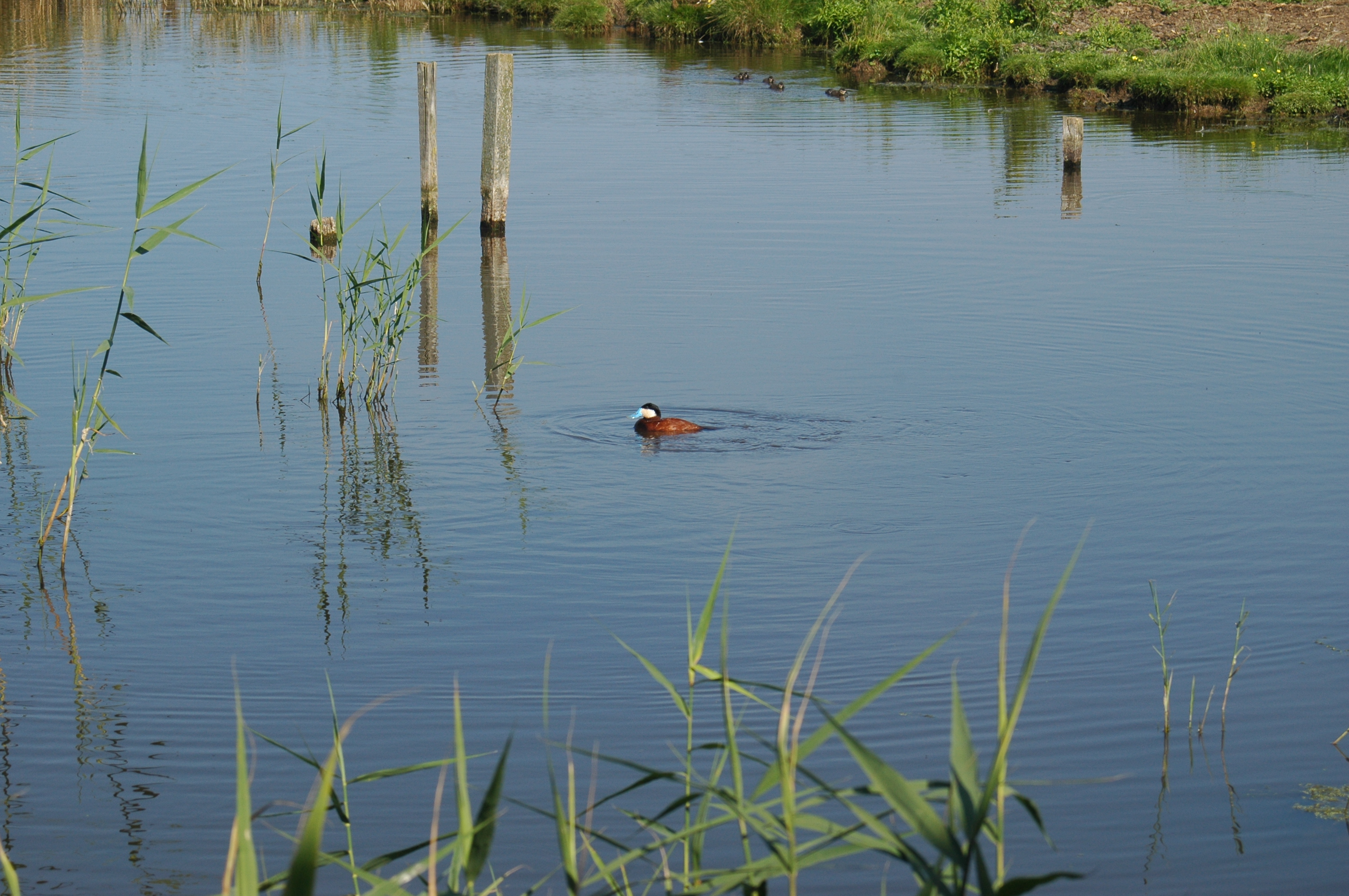photos/wildlife/Bird_Species/029-Swans-Geese-Typical_ducks/0443-Ruddy_Duck/20050716-Cley-01.JPG
