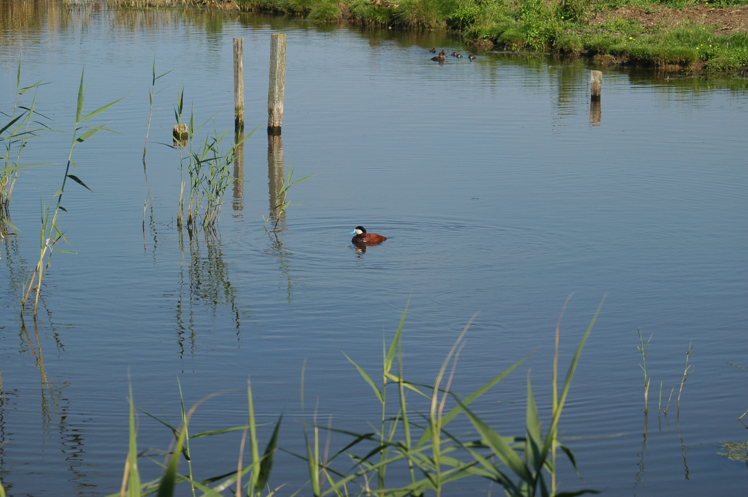 photos/wildlife/Bird_Species/029-Swans-Geese-Typical_ducks/0443-Ruddy_Duck/20050716-Cley-02.JPG
