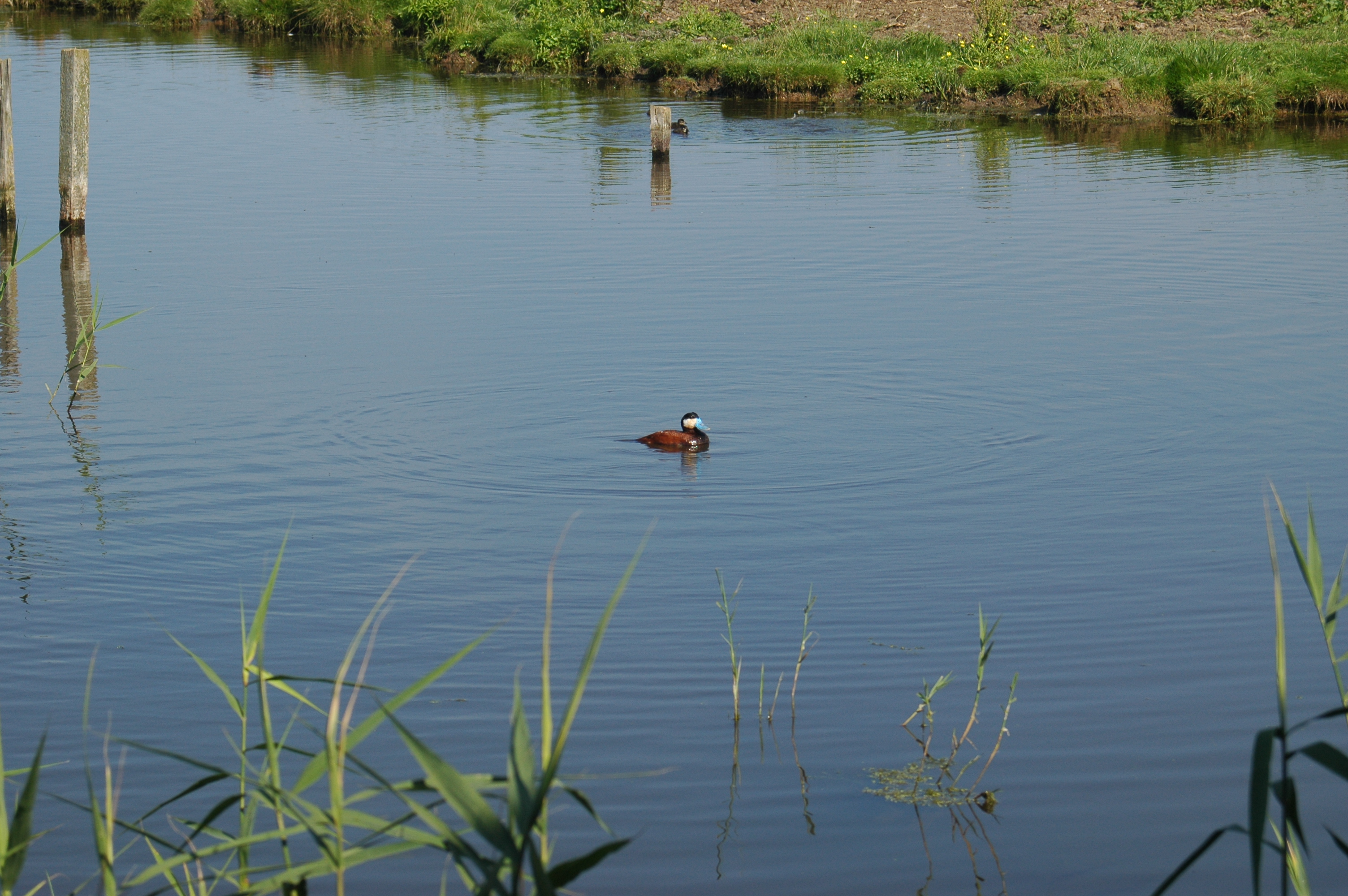 photos/wildlife/Bird_Species/029-Swans-Geese-Typical_ducks/0443-Ruddy_Duck/20050716-Cley-04.JPG